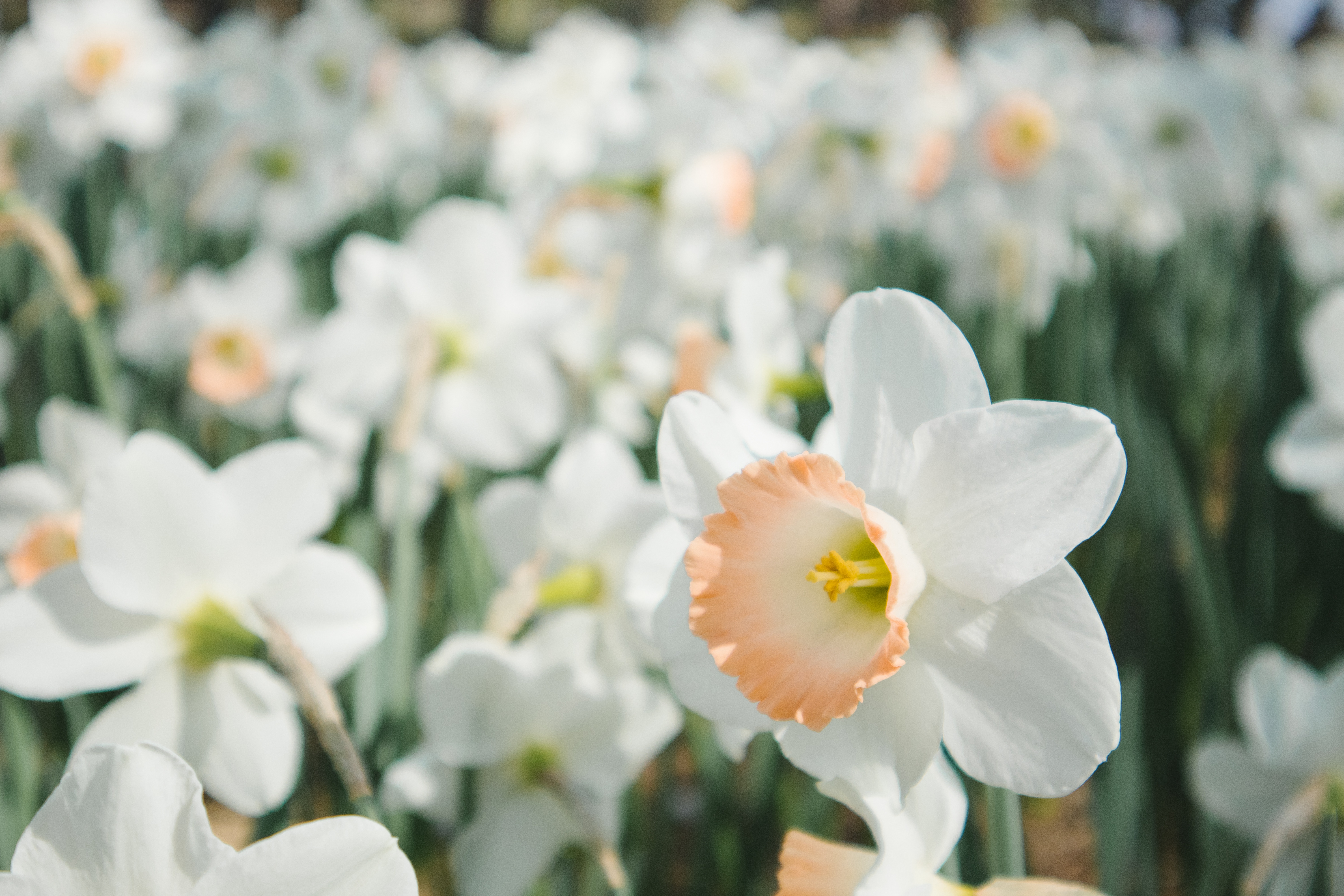 Download mobile wallpaper Flowers, Flower, Close Up, Earth, Narcissus, White Flower, Daffodil for free.