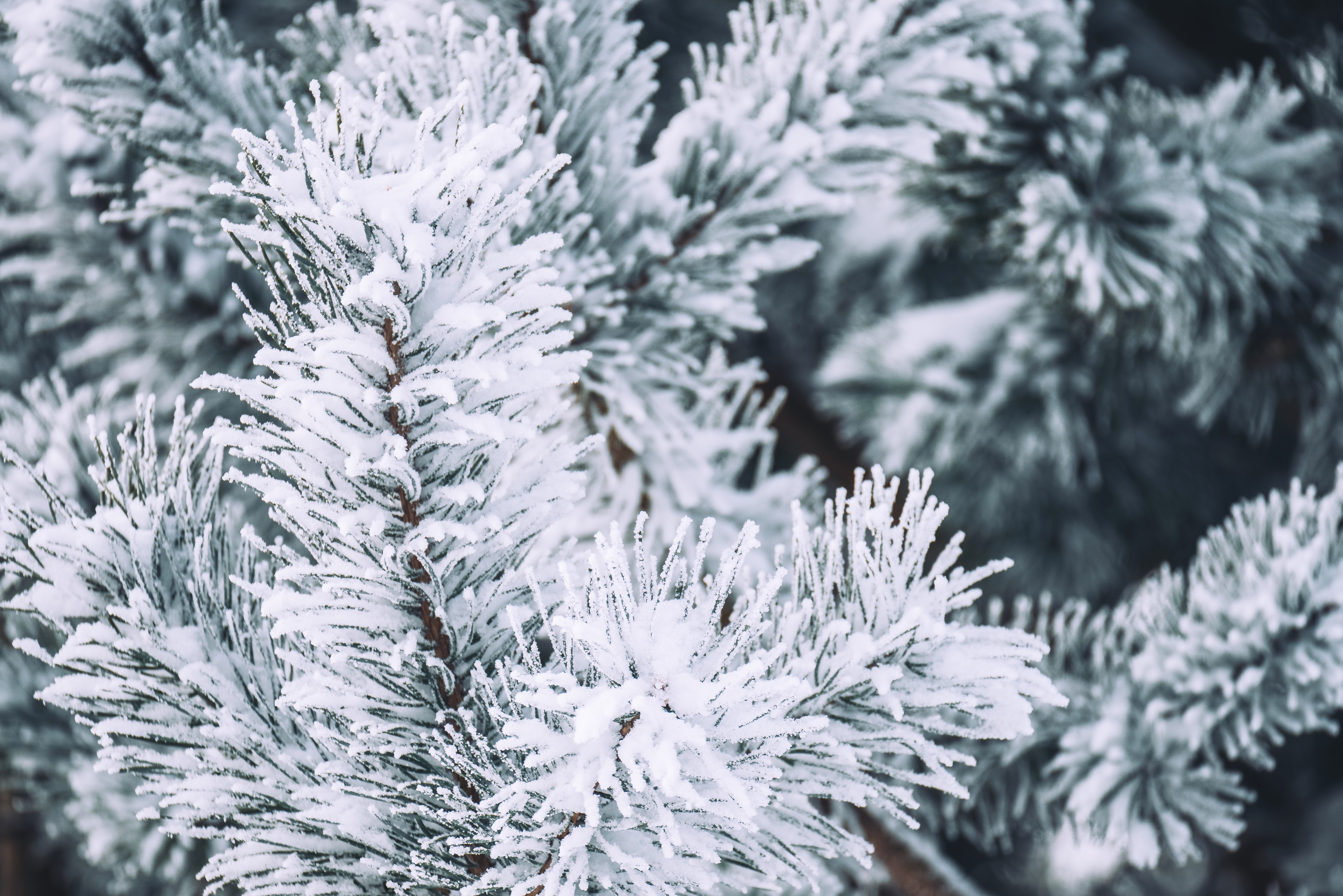 144987 Hintergrundbild herunterladen winter, kiefer, schnee, makro, ast, zweig, pine - Bildschirmschoner und Bilder kostenlos
