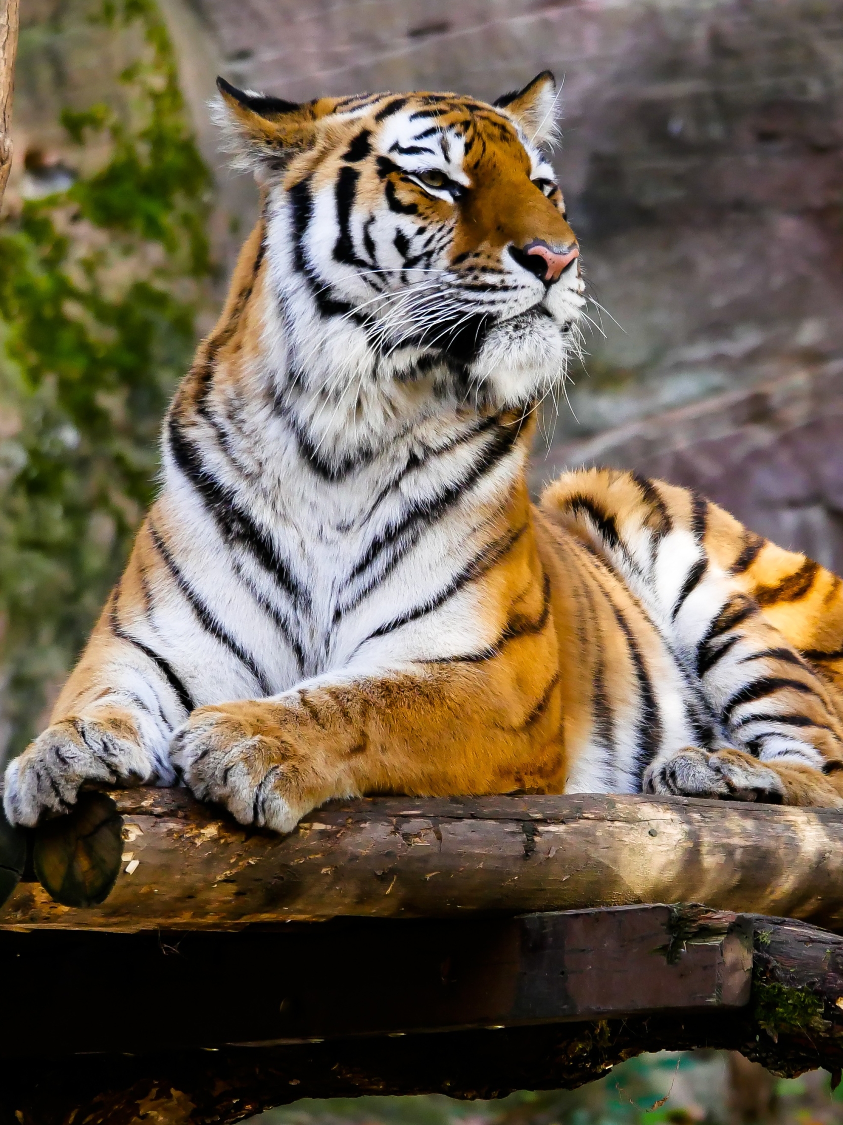 Baixe gratuitamente a imagem Animais, Gatos, Tigre na área de trabalho do seu PC