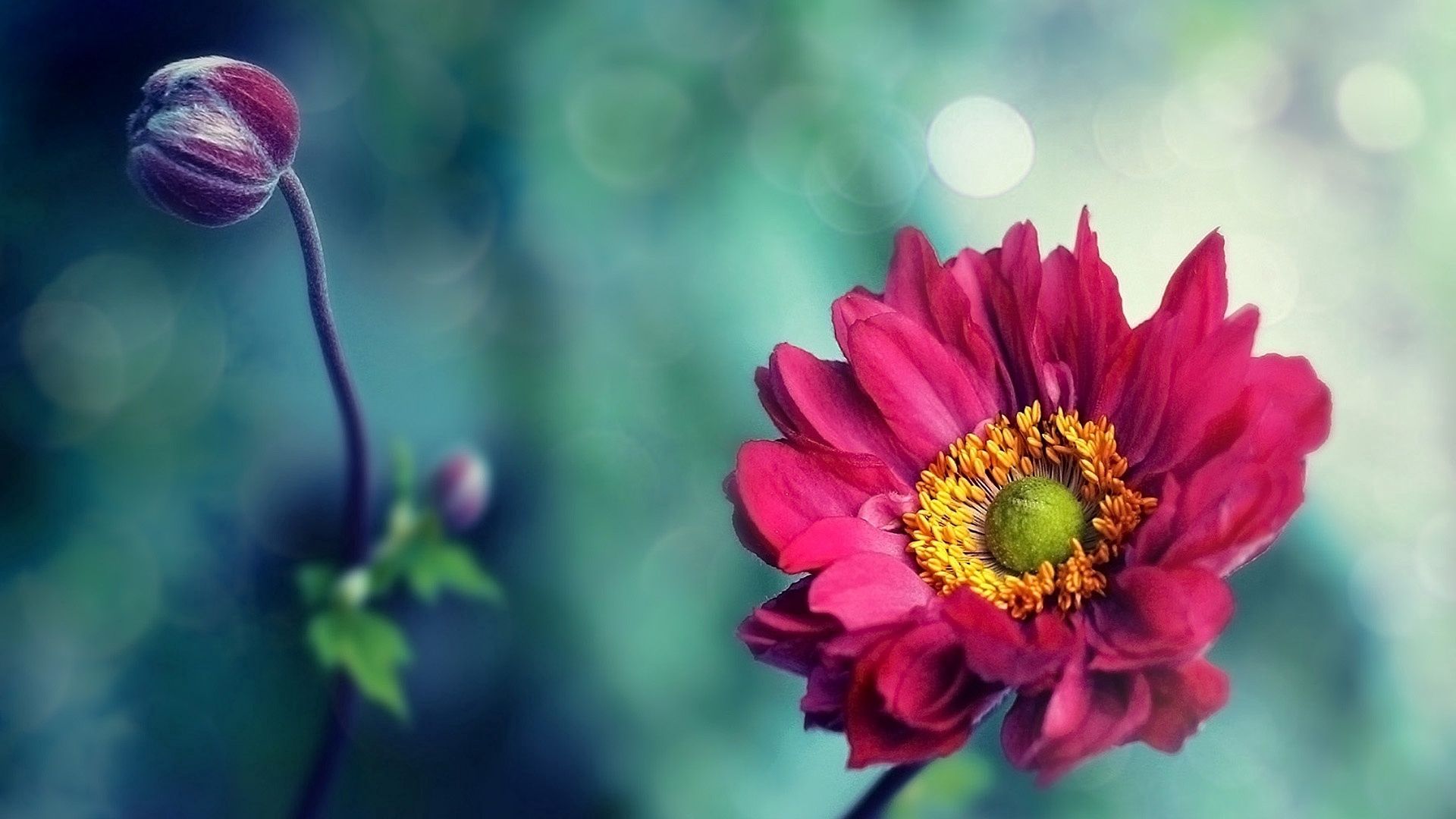 Laden Sie das Blätter, Knospe, Bud, Unschärfe, Glatt, Blumen, Blume-Bild kostenlos auf Ihren PC-Desktop herunter