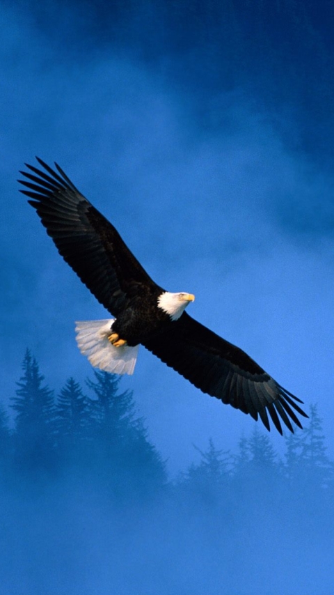 Download mobile wallpaper Birds, Bird, Animal, Eagle, Bald Eagle for free.