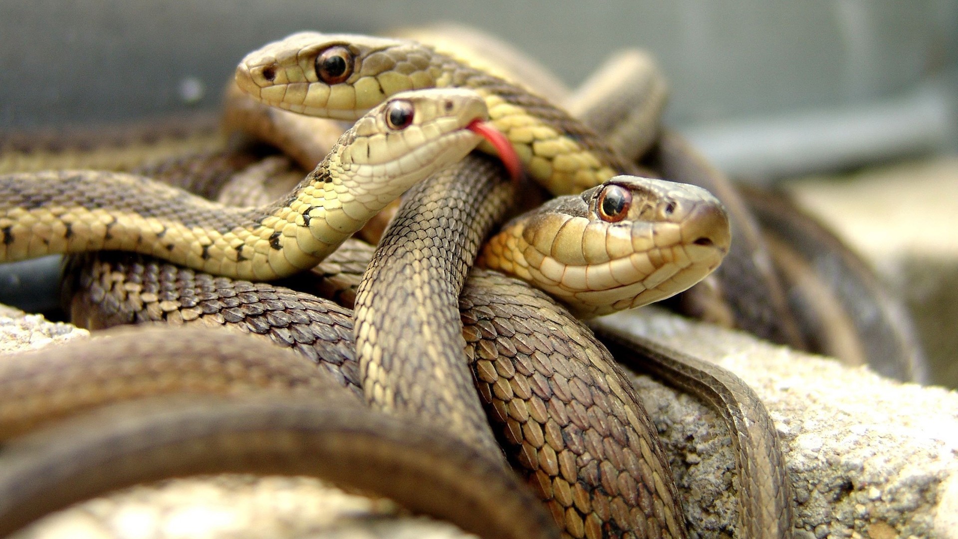 Download mobile wallpaper Animal, Snake for free.