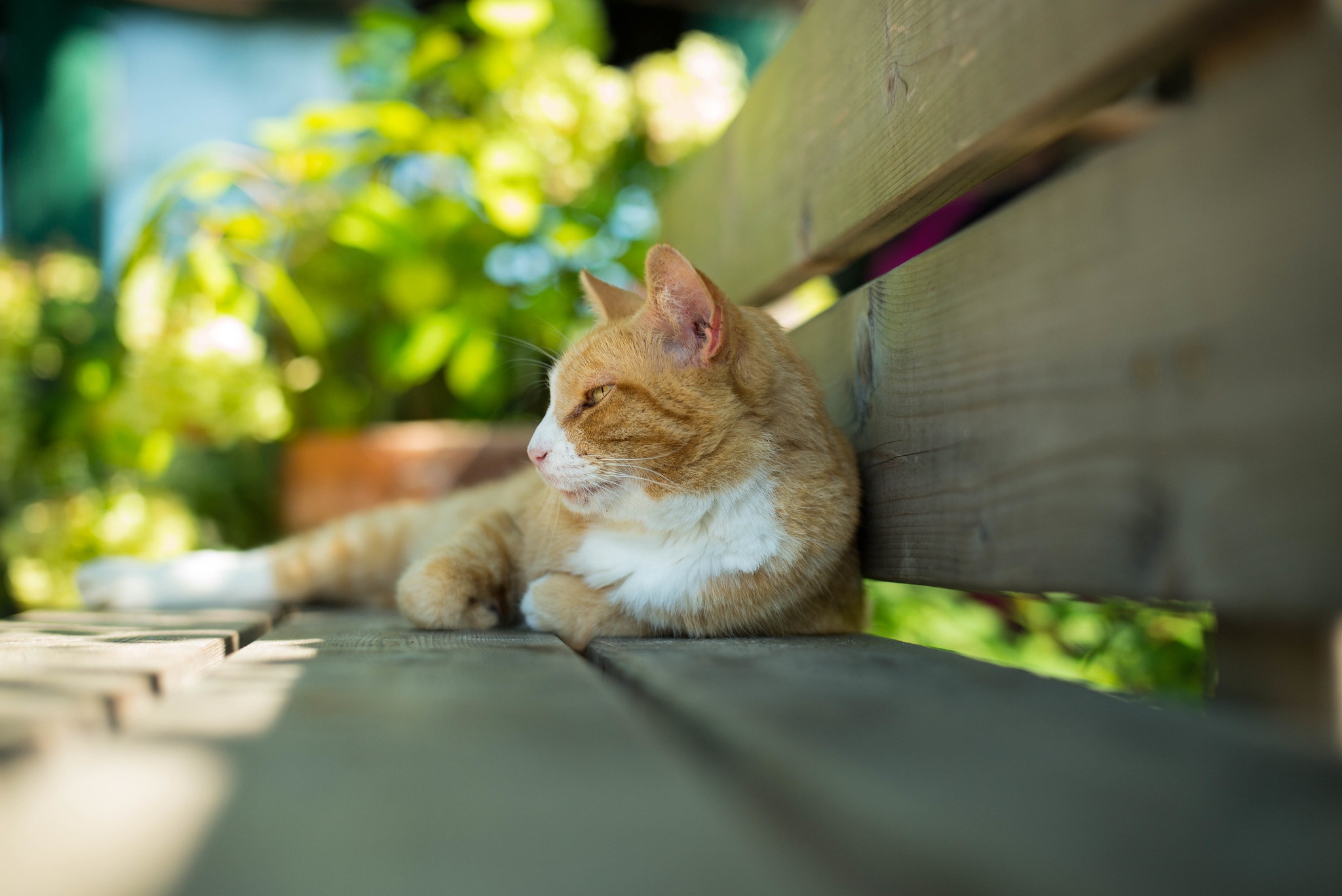 Baixe gratuitamente a imagem Animais, Gatos, Gato na área de trabalho do seu PC