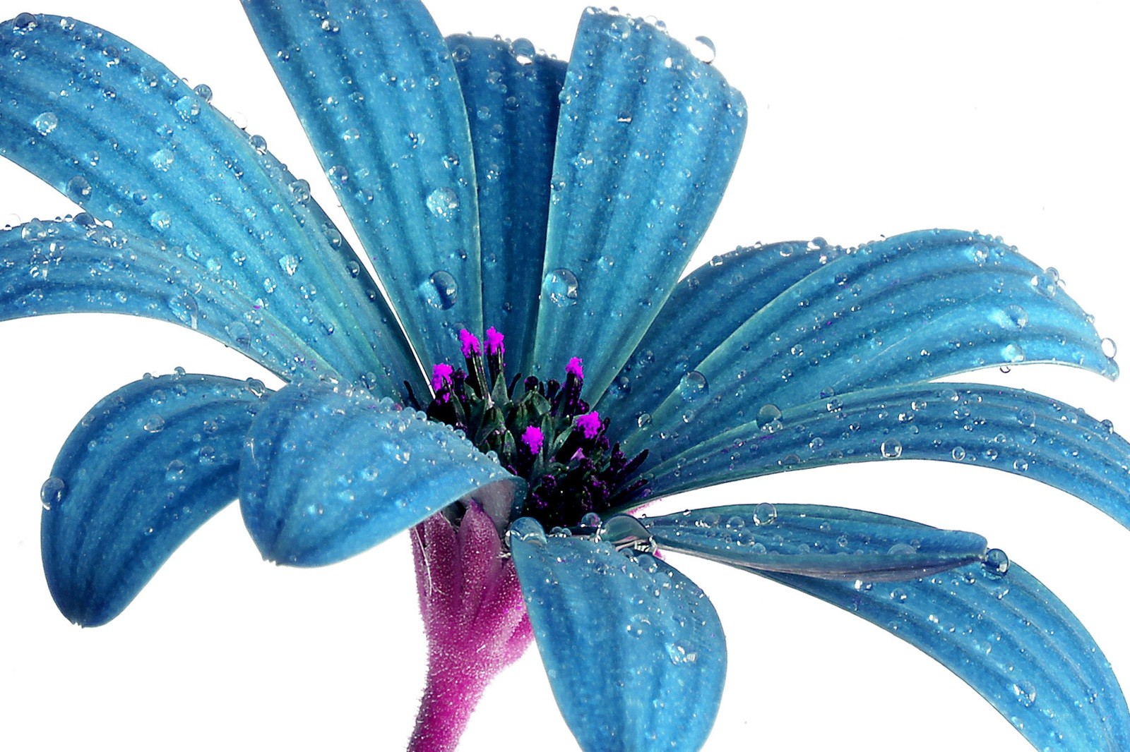 Handy-Wallpaper Blumen, Blume, Nahansicht, Gänseblümchen, Wassertropfen, Erde/natur, Blaue Blume kostenlos herunterladen.