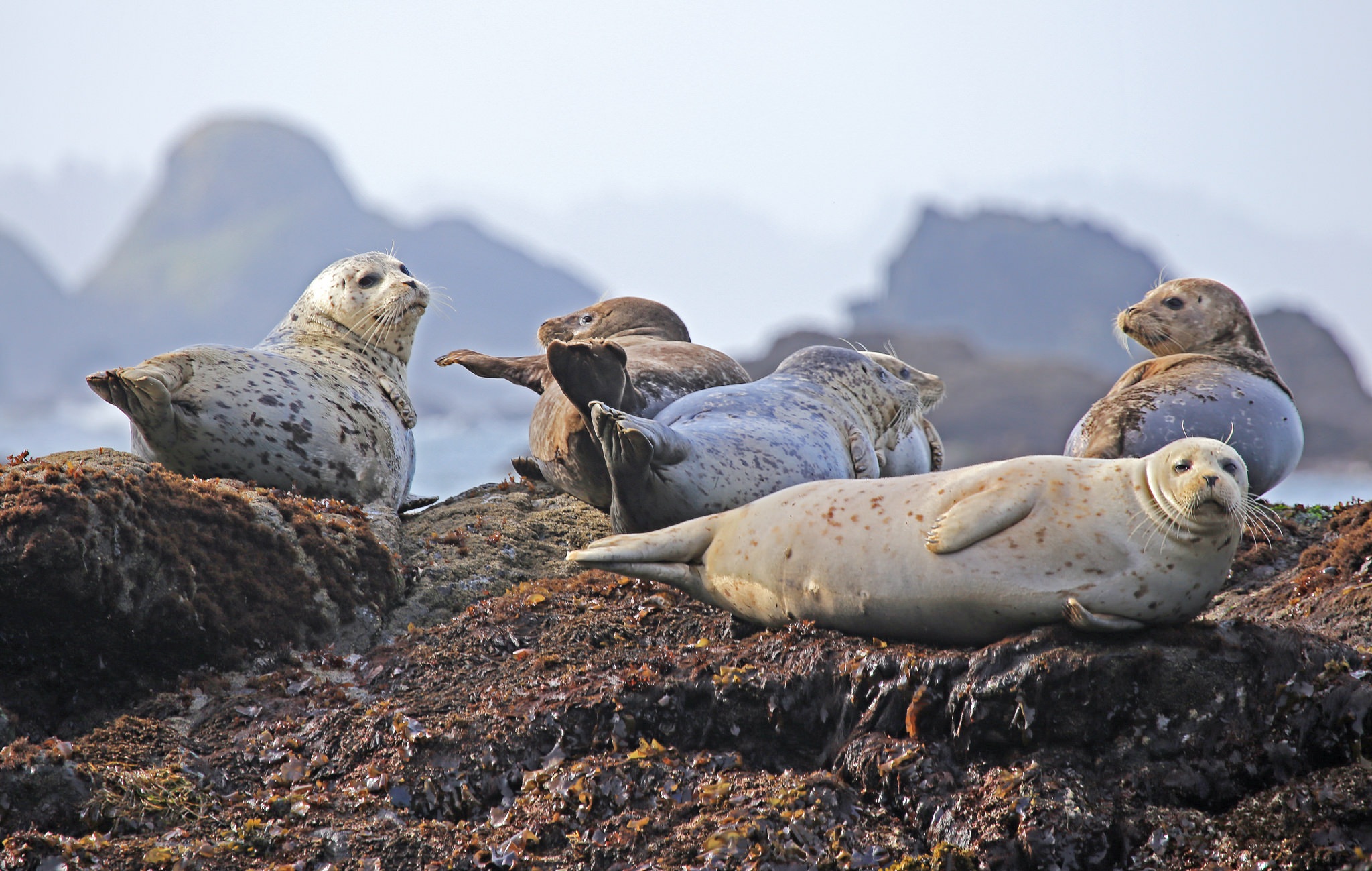 animals, seals, land, elevation 2160p