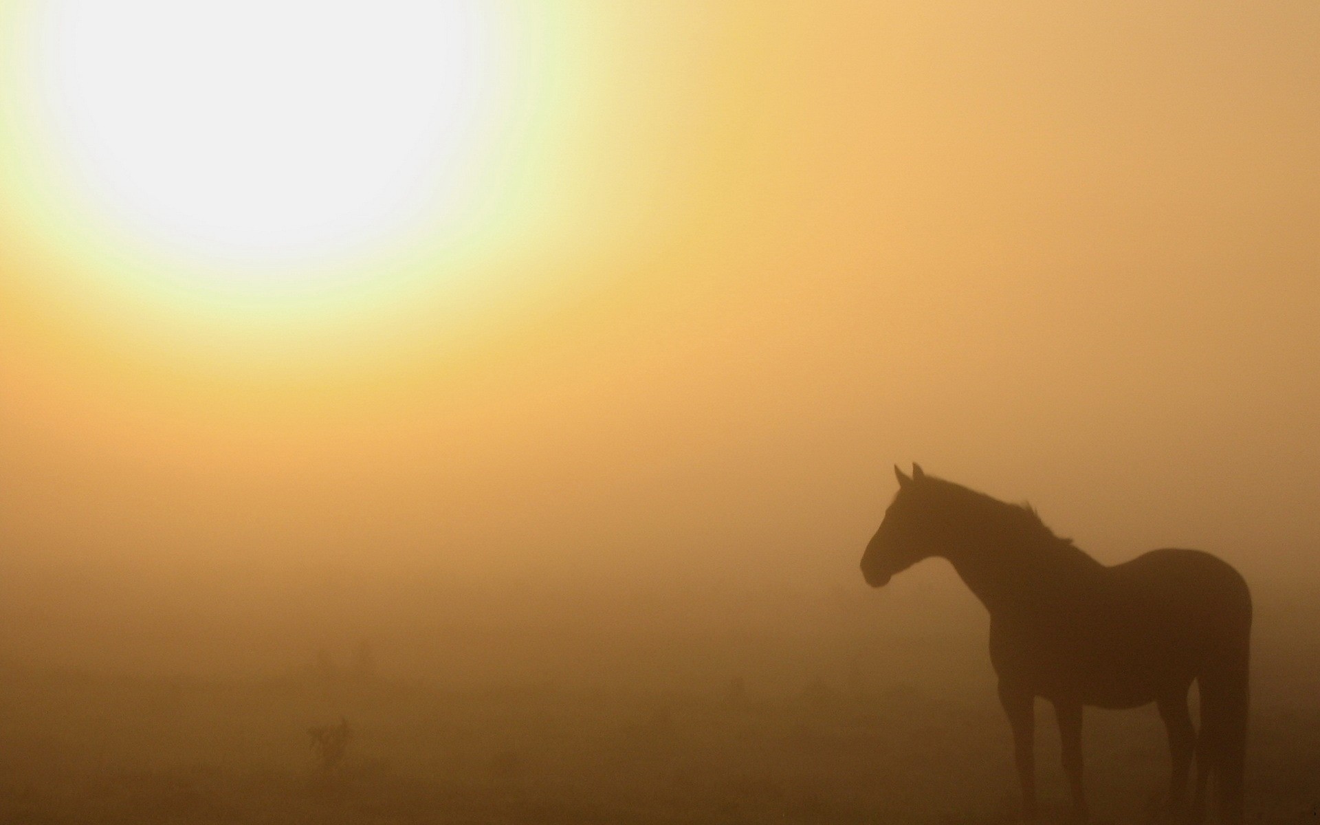 Handy-Wallpaper Tiere, Hauspferd kostenlos herunterladen.