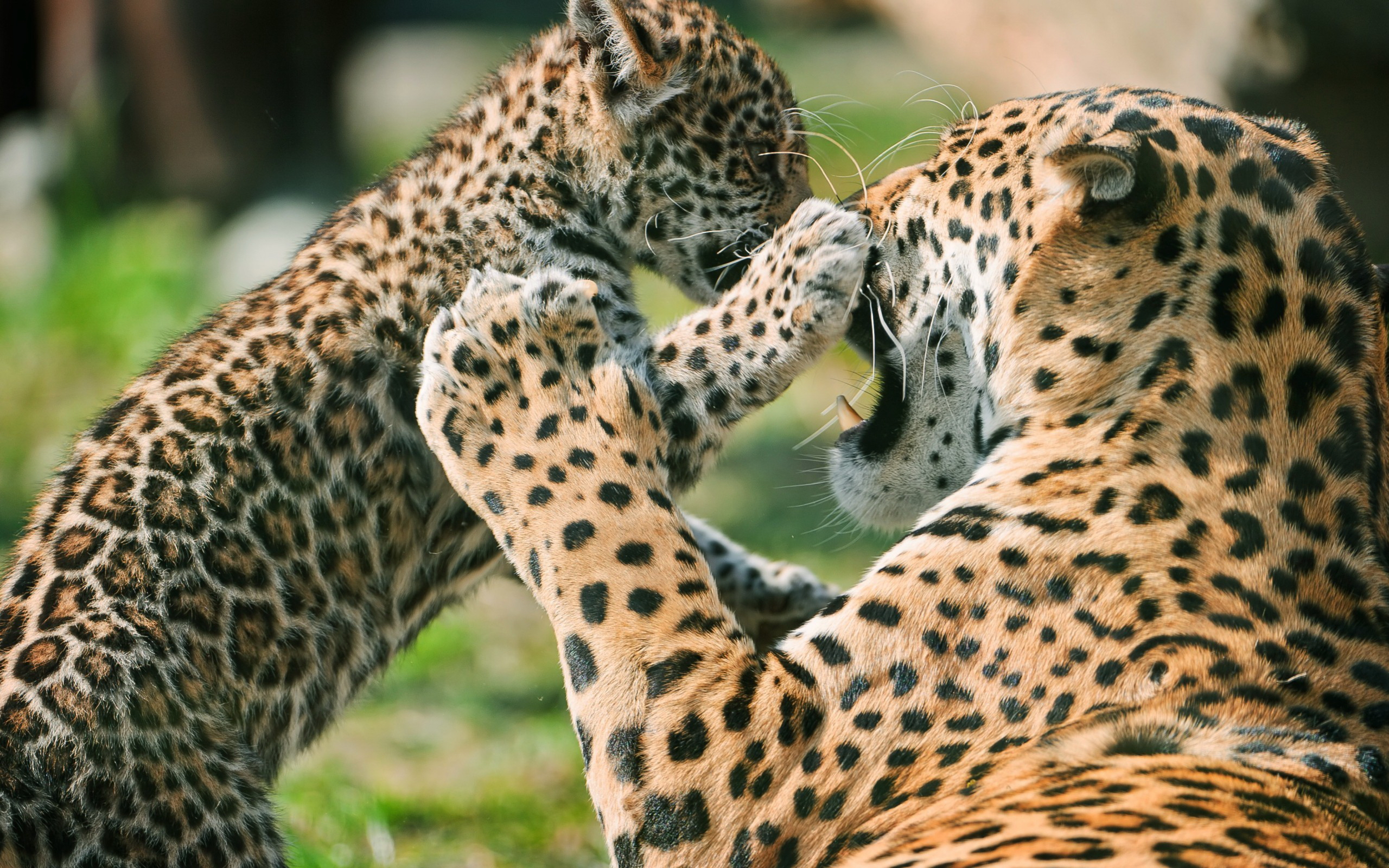 Baixar papel de parede para celular de Animais, Gatos, Leopardo gratuito.