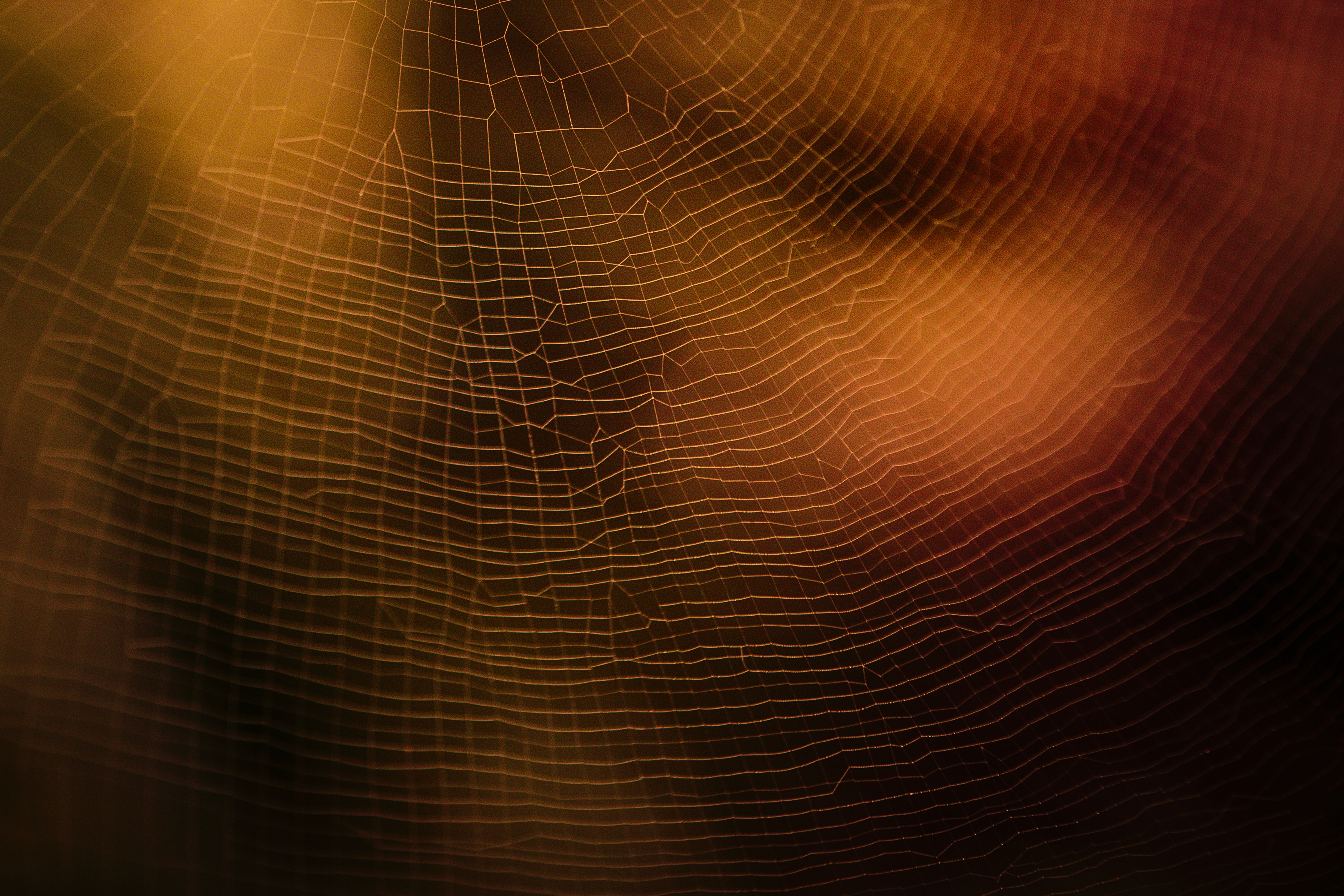 web, macro, blur, smooth