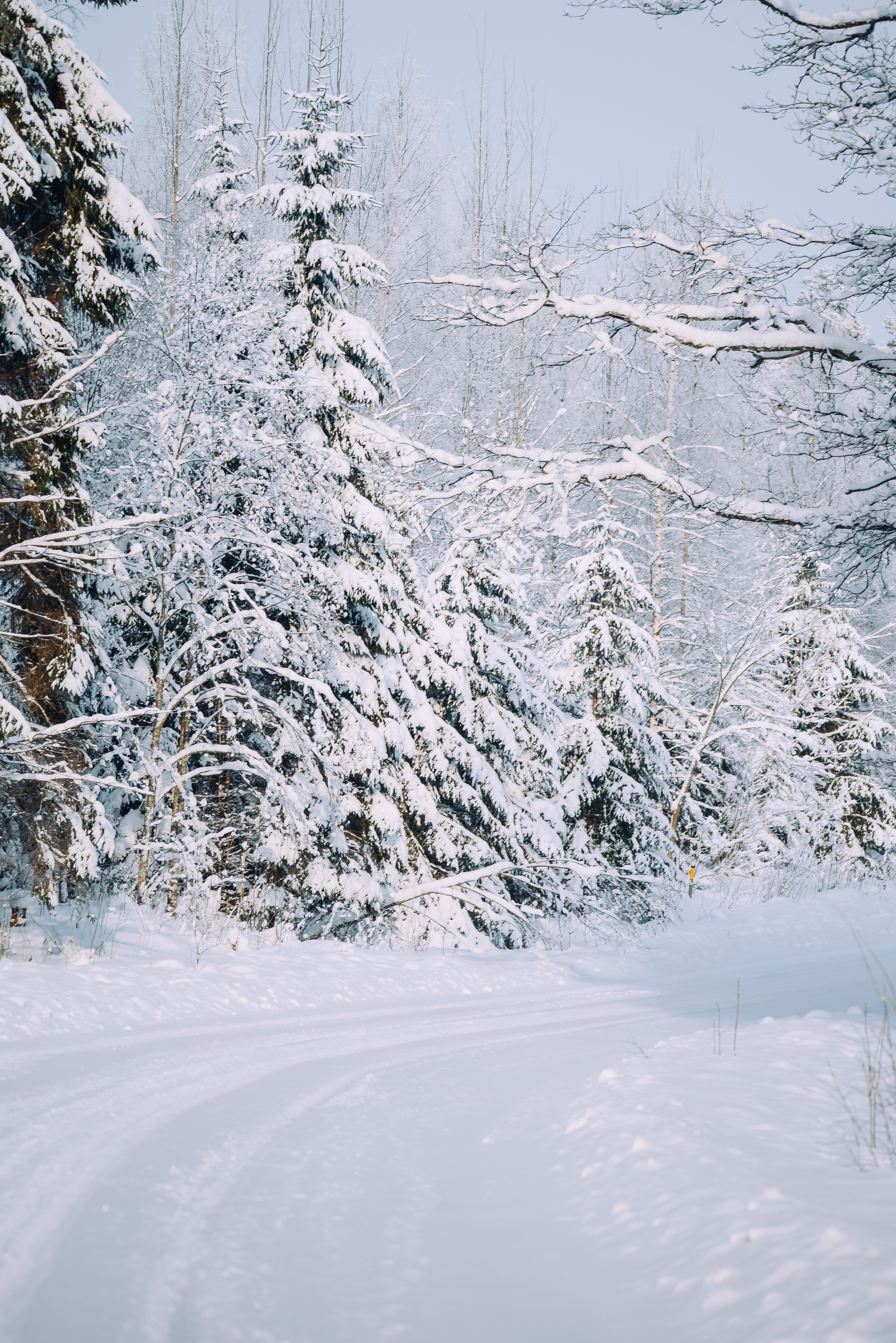 155081 завантажити картинку засніжені, зима, природа, сніг, дорога, ліс, засніжений - шпалери і заставки безкоштовно