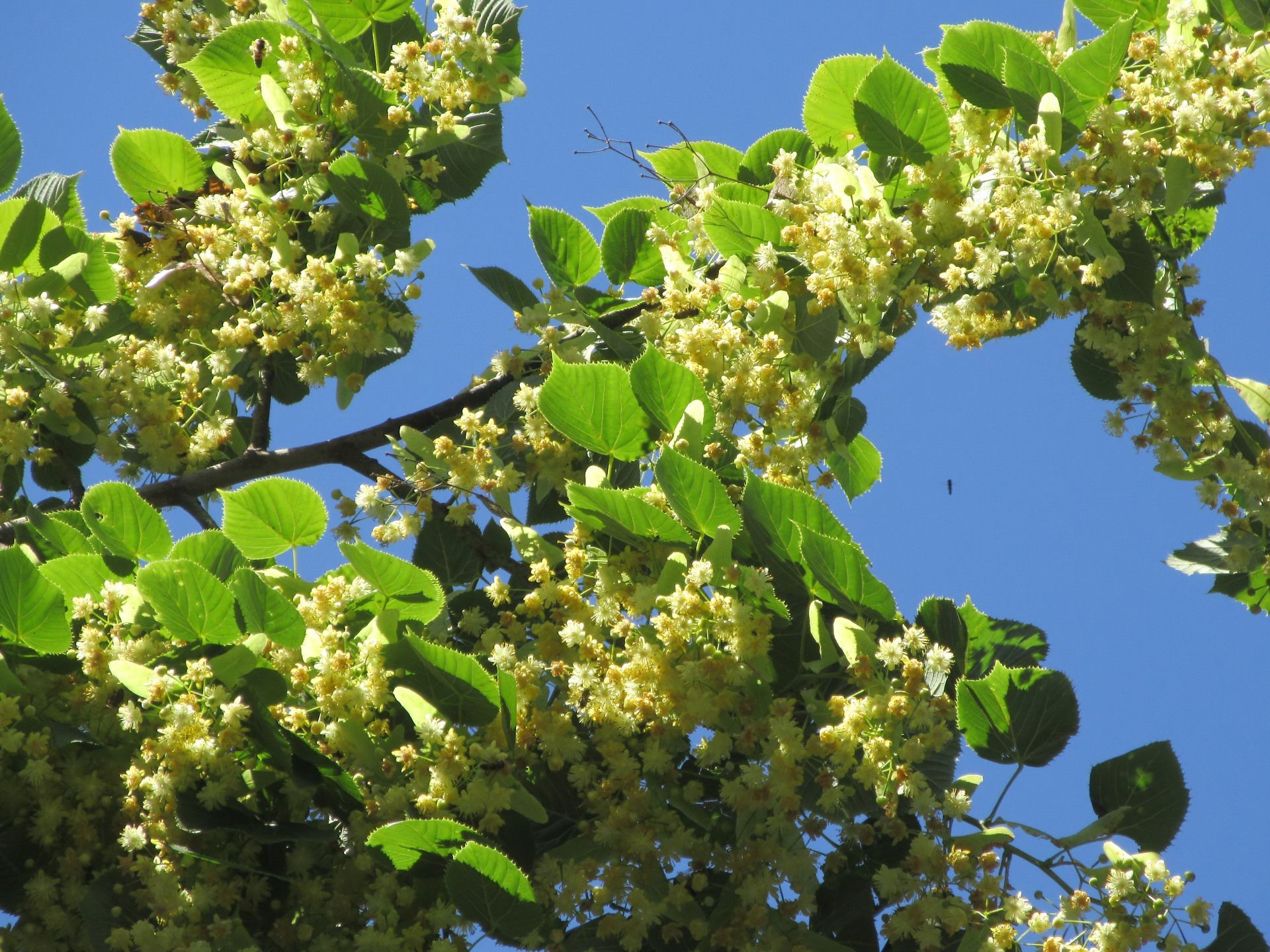 1506885 télécharger l'image terre/nature, tilia, arbre - fonds d'écran et économiseurs d'écran gratuits