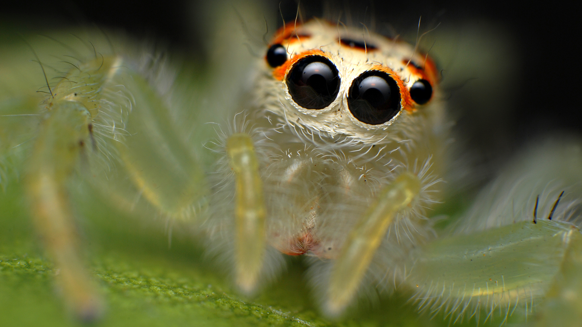 Téléchargez gratuitement l'image Animaux, Araignées, Araignée, Araignées Sauteuses sur le bureau de votre PC