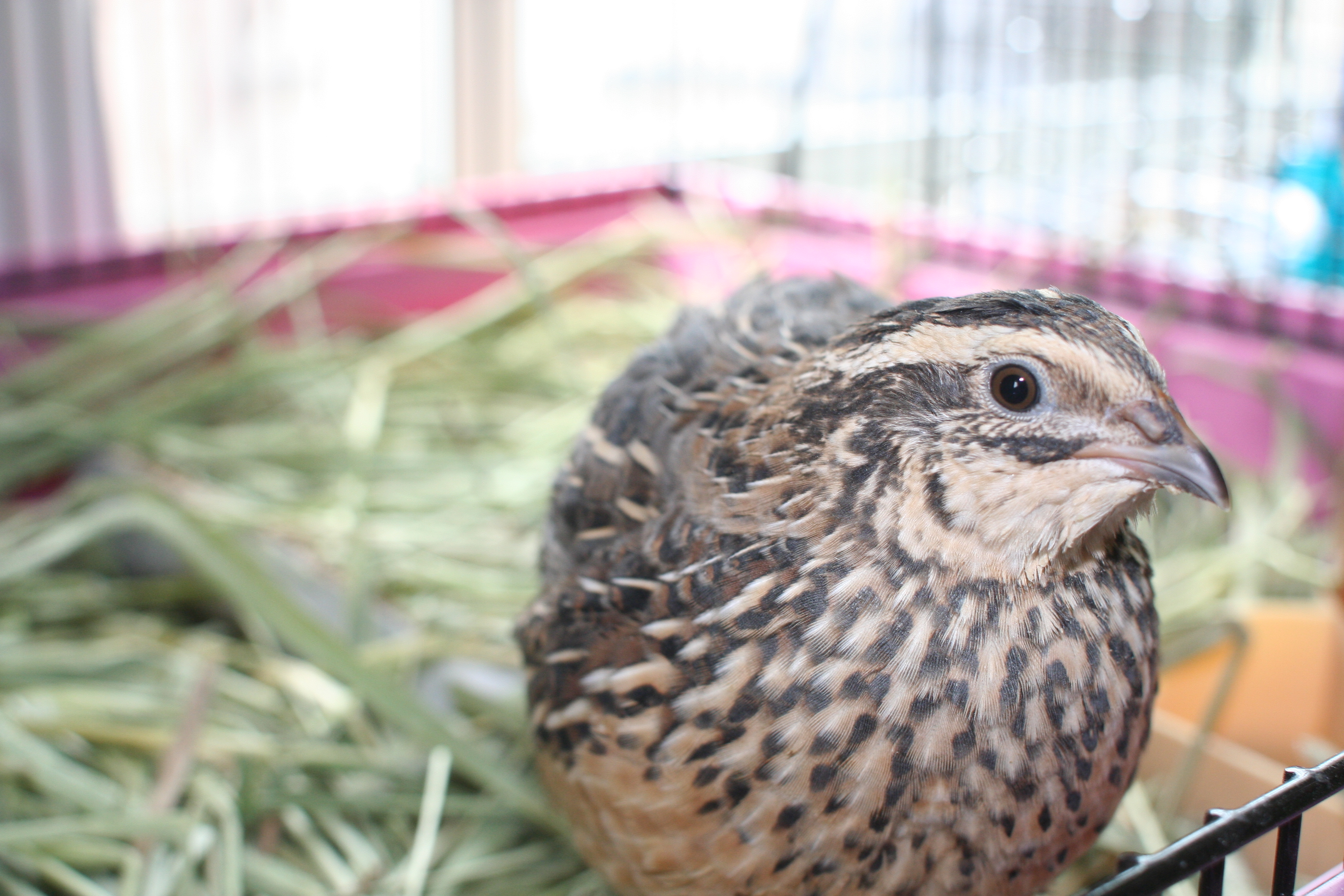 Baixe gratuitamente a imagem Animais, Aves, Pássaro na área de trabalho do seu PC