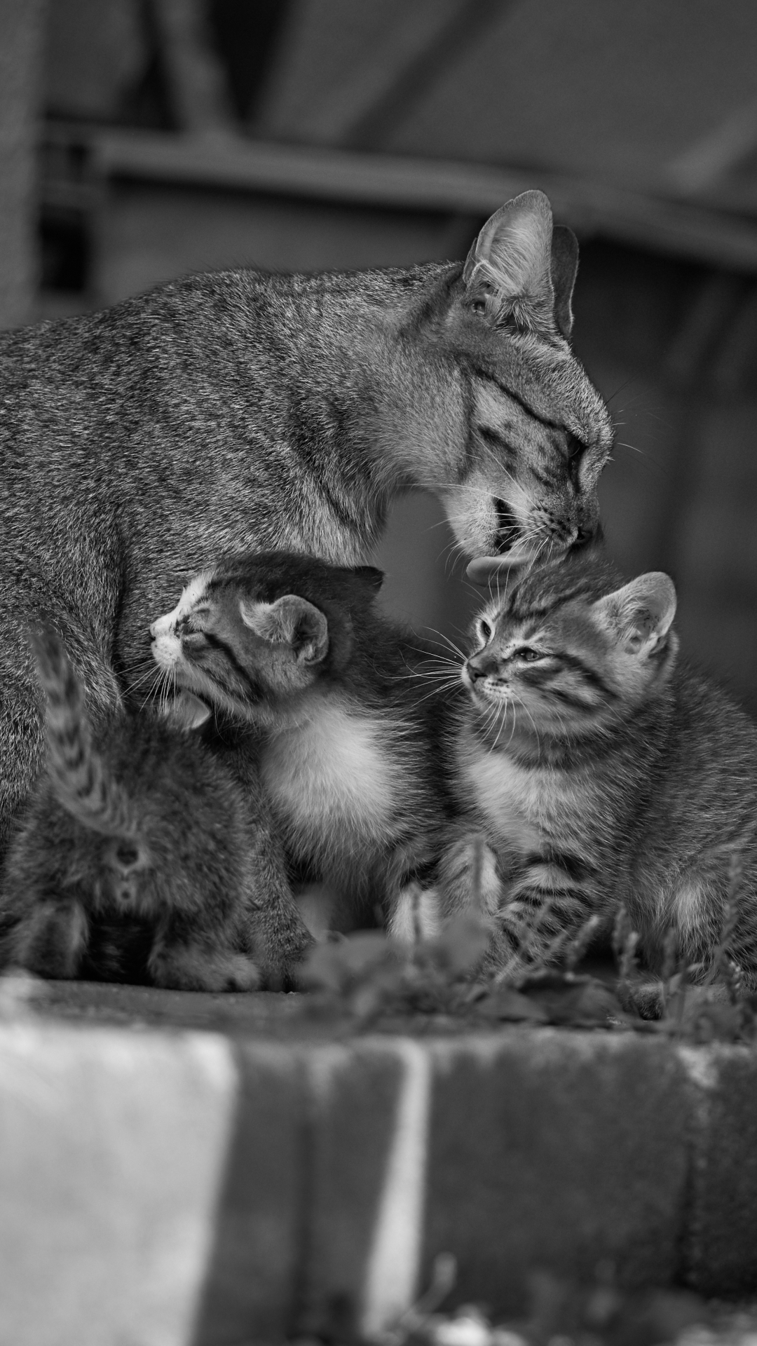 Baixar papel de parede para celular de Animais, Gatos, Gato, Gatinho, Bonitinho, Fofo, Preto Branco, Preto & Branco gratuito.