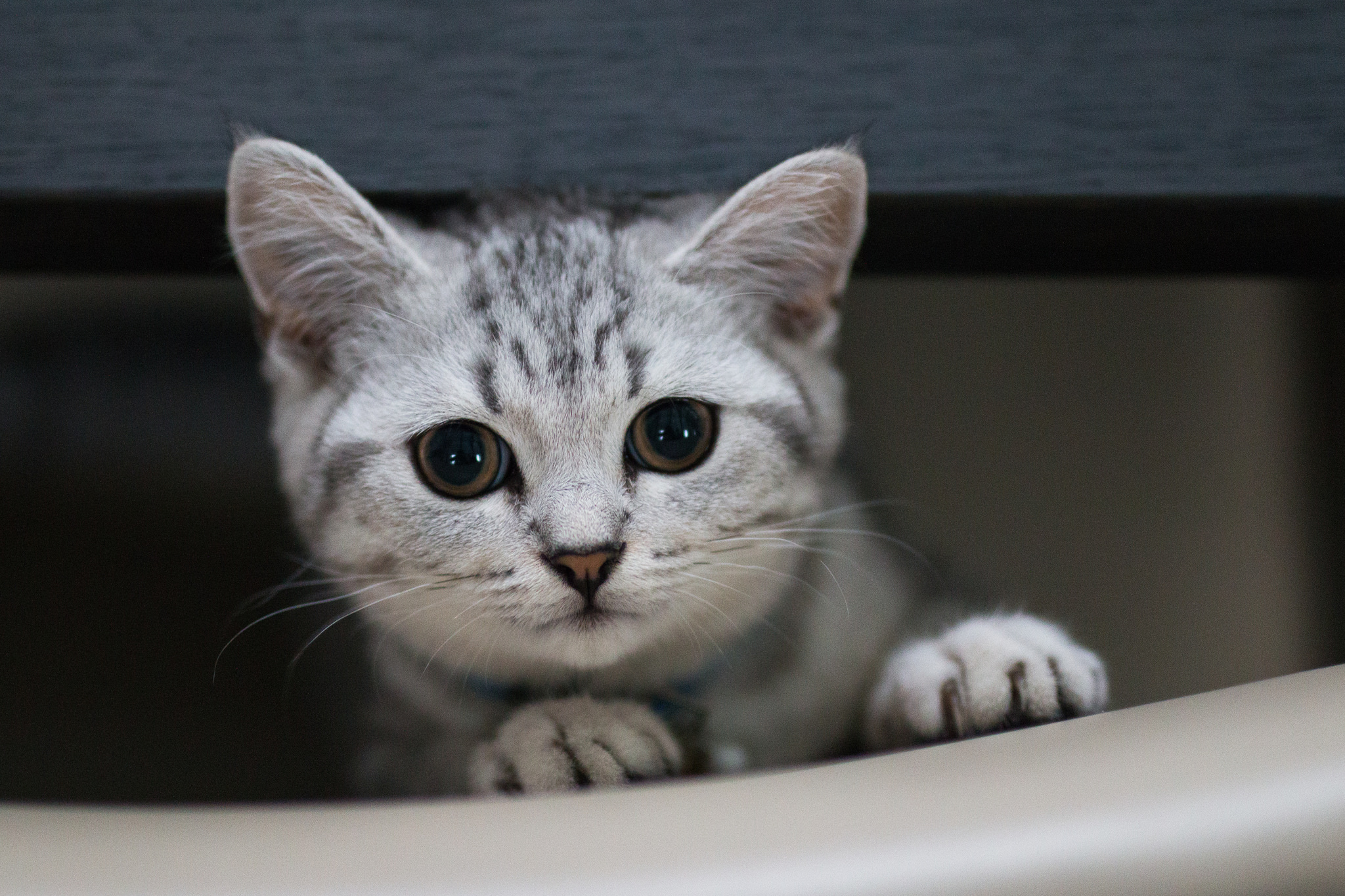 Téléchargez gratuitement l'image Animaux, Chats, Chat sur le bureau de votre PC