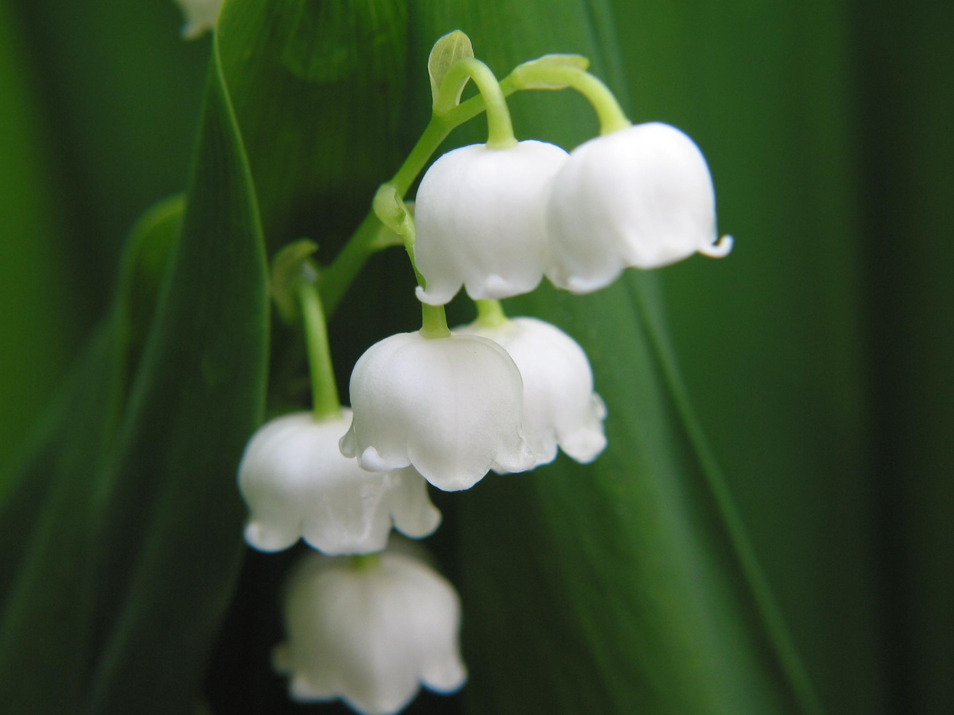 lily of the valley, earth, flower, nature, white flower, flowers