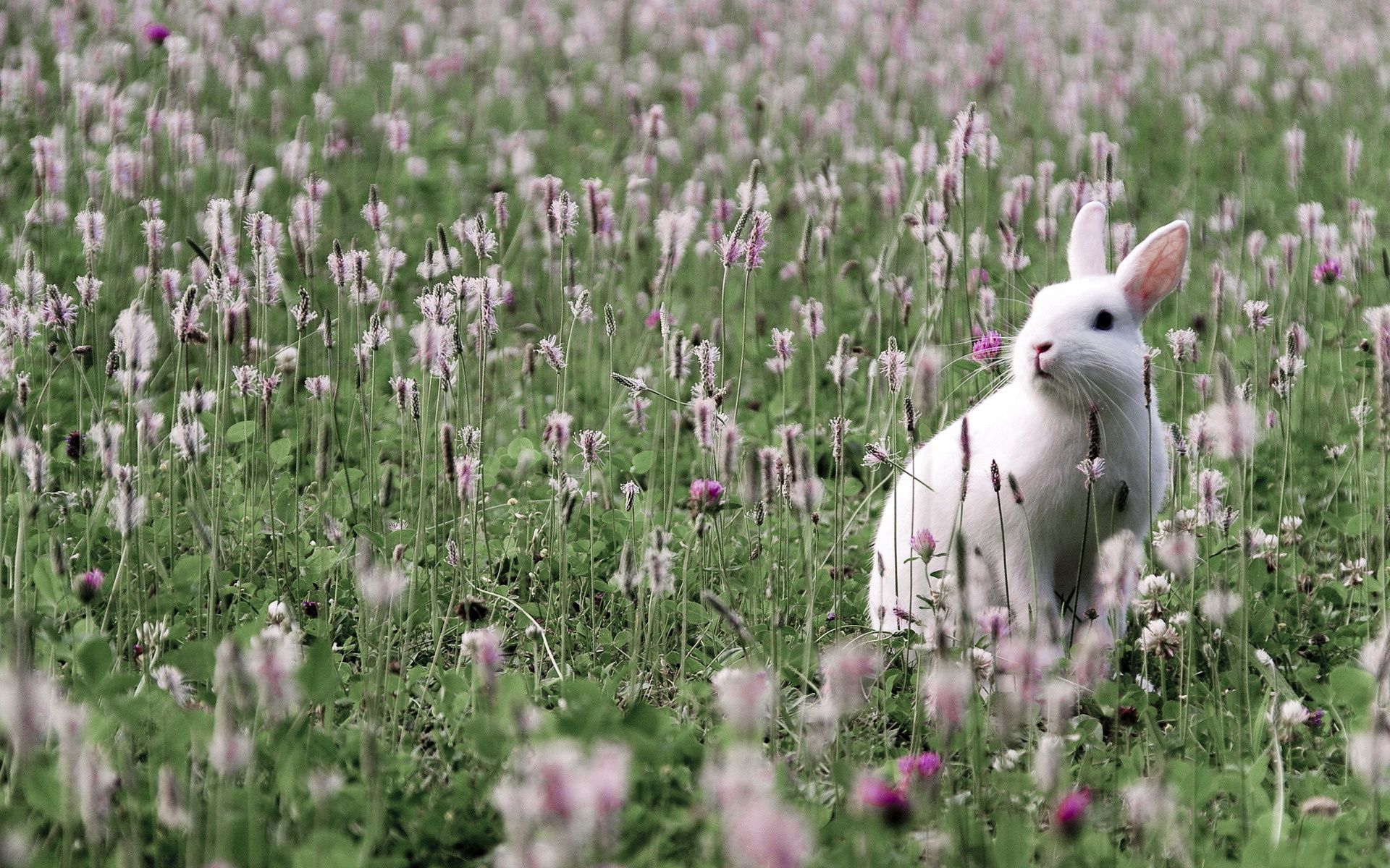 Download mobile wallpaper Grass, Field, Animals, Hare, Flowers for free.