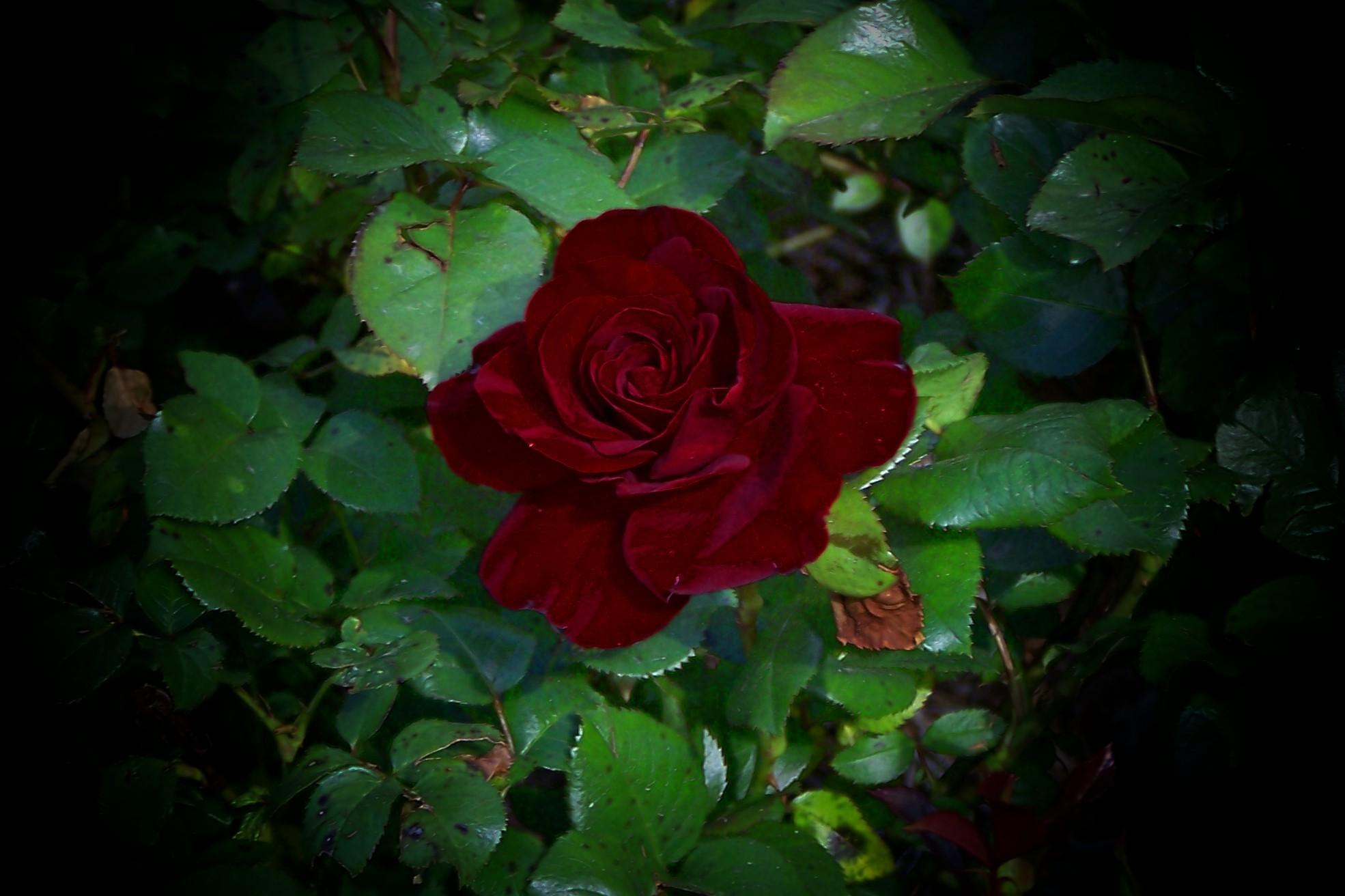 Free download wallpaper Flowers, Flower, Dark, Rose, Close Up, Leaf, Earth, Red Rose, Red Flower on your PC desktop