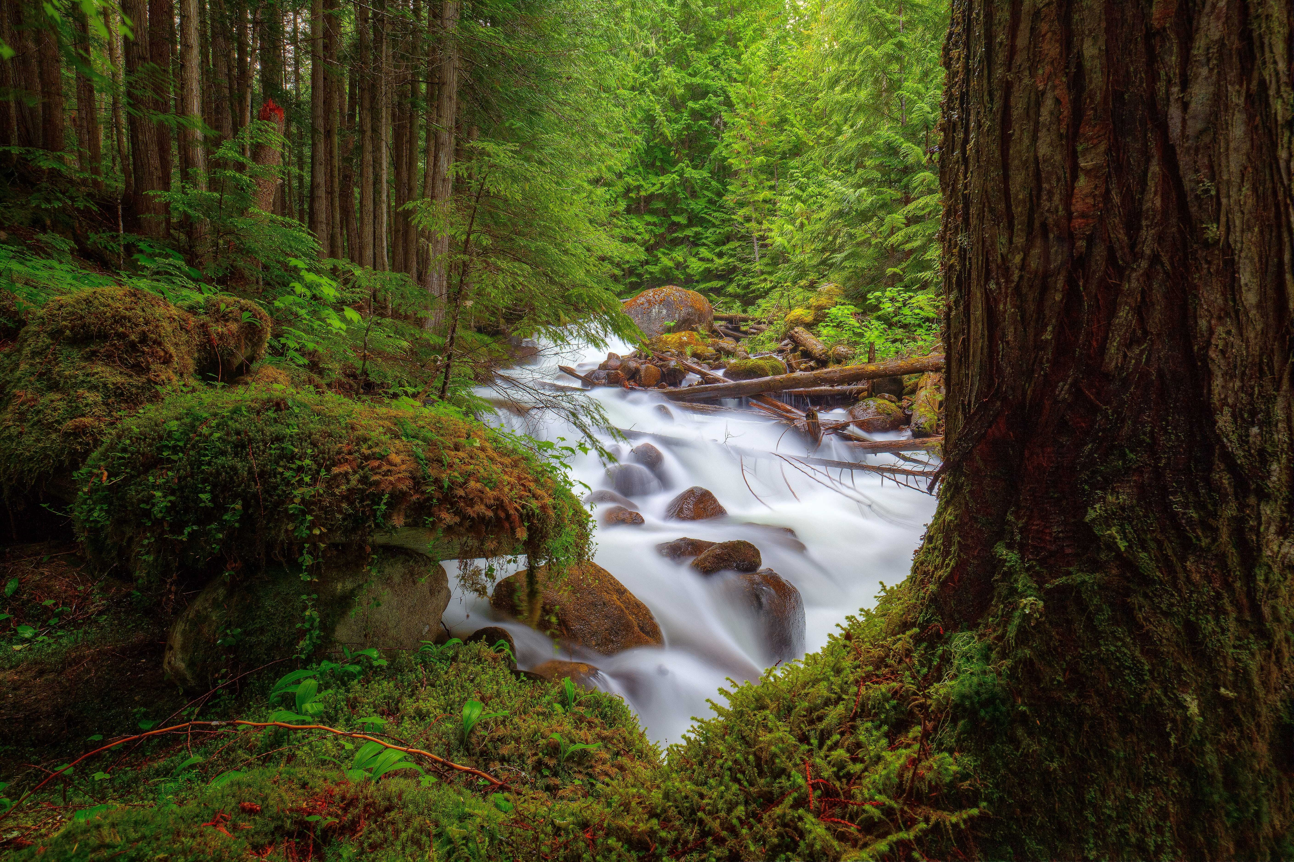 PCデスクトップに川, 木, 滝, 森, 地球画像を無料でダウンロード