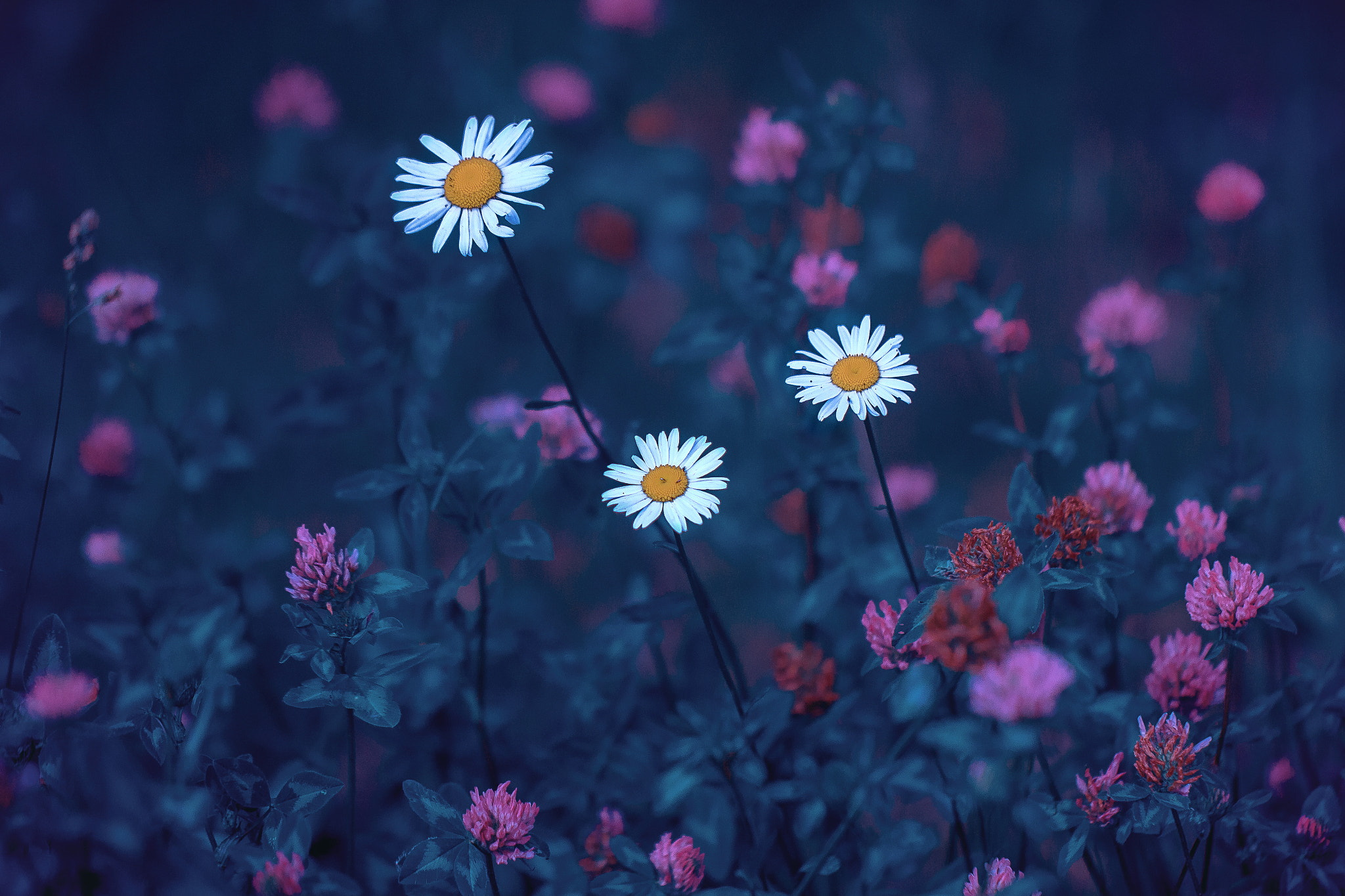 Download mobile wallpaper Flowers, Earth, Daisy, White Flower for free.