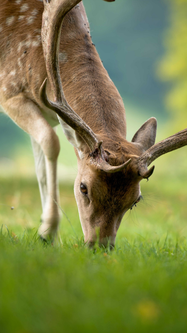 Handy-Wallpaper Tiere, Hirsch kostenlos herunterladen.