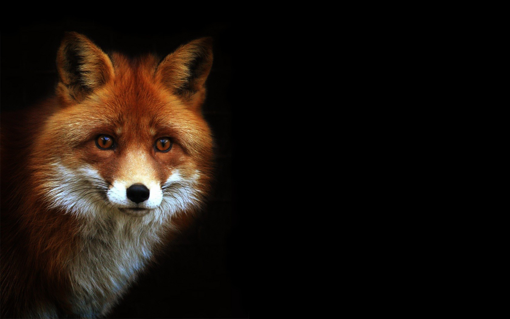 Wallpaper Full HD animal, fox
