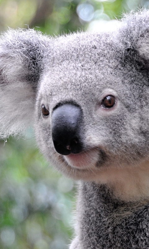 Handy-Wallpaper Tiere, Koala kostenlos herunterladen.