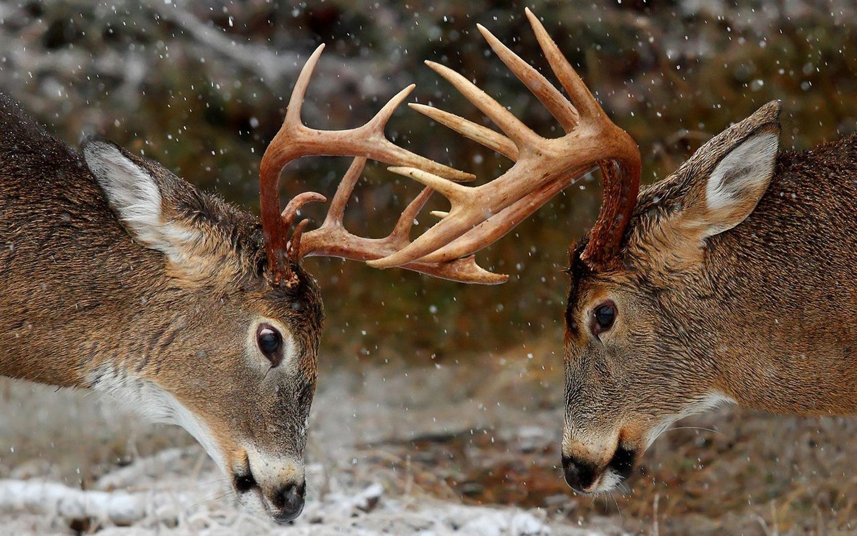 Free download wallpaper Animals, Winter, Deers, Forest, Horns on your PC desktop