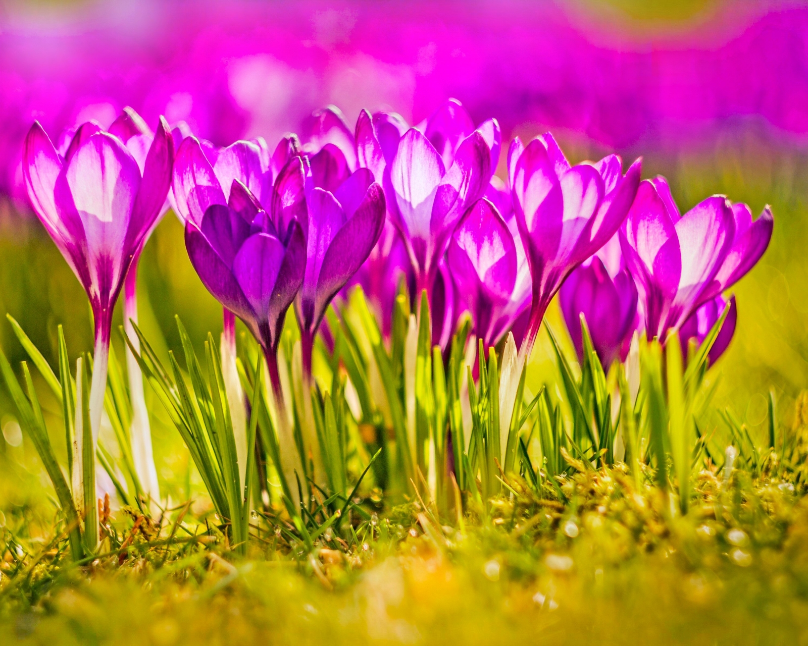 Free download wallpaper Flowers, Flower, Earth, Spring, Crocus, Pink Flower on your PC desktop