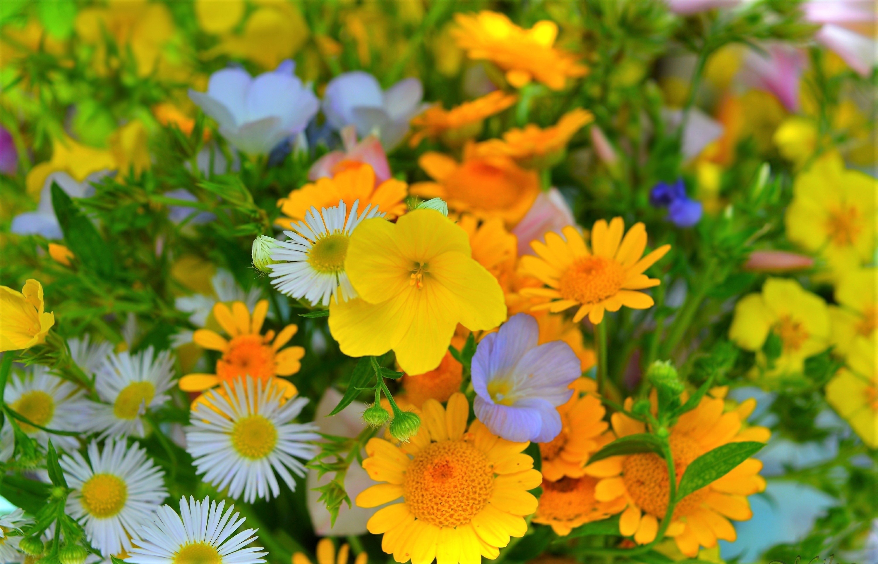 Download mobile wallpaper Flowers, Flower, Earth, Field, Spring, Daisy, Yellow Flower for free.