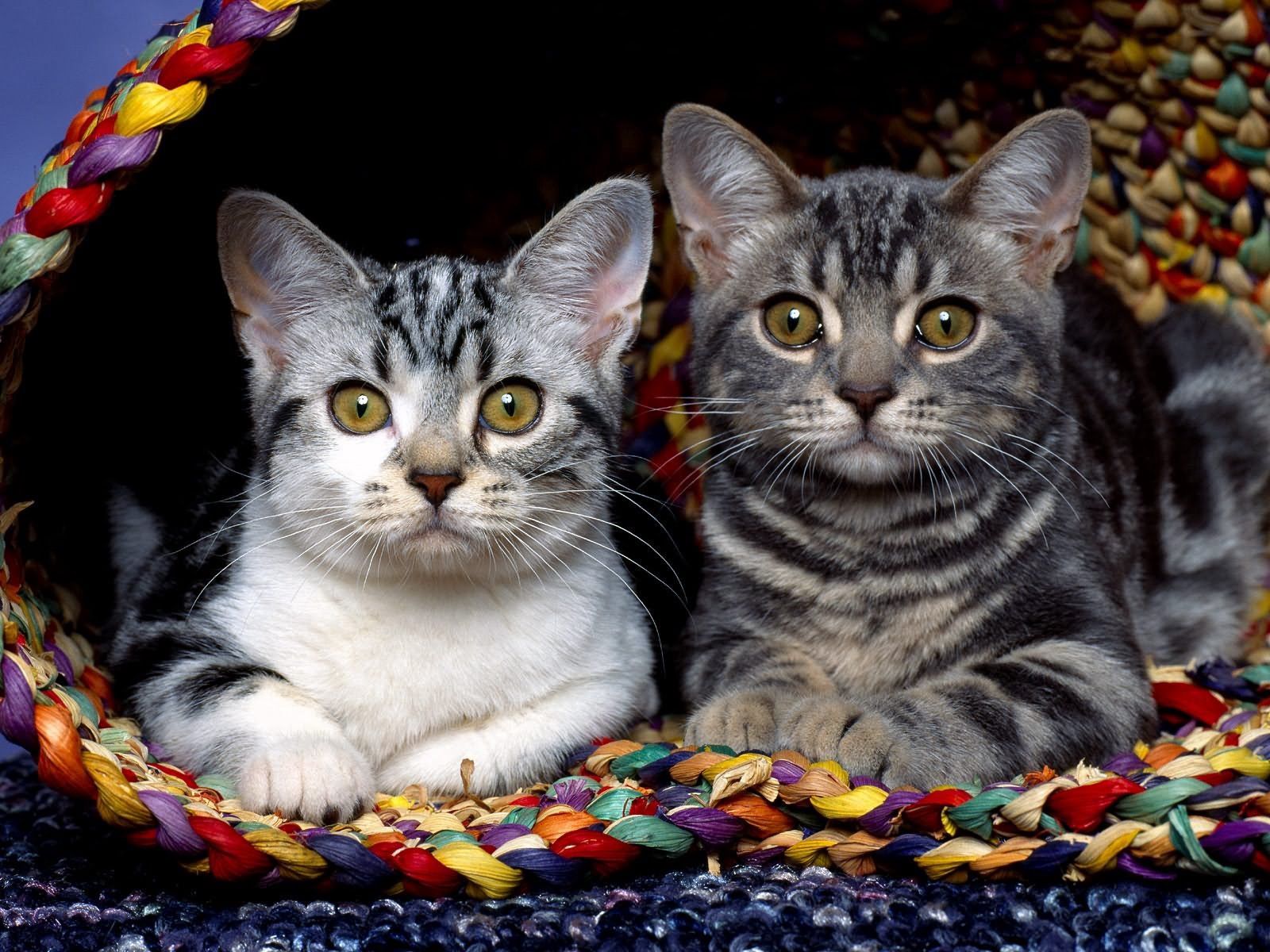 Download mobile wallpaper Sit, Animals, Cloth, Kittens, Pair, Couple for free.