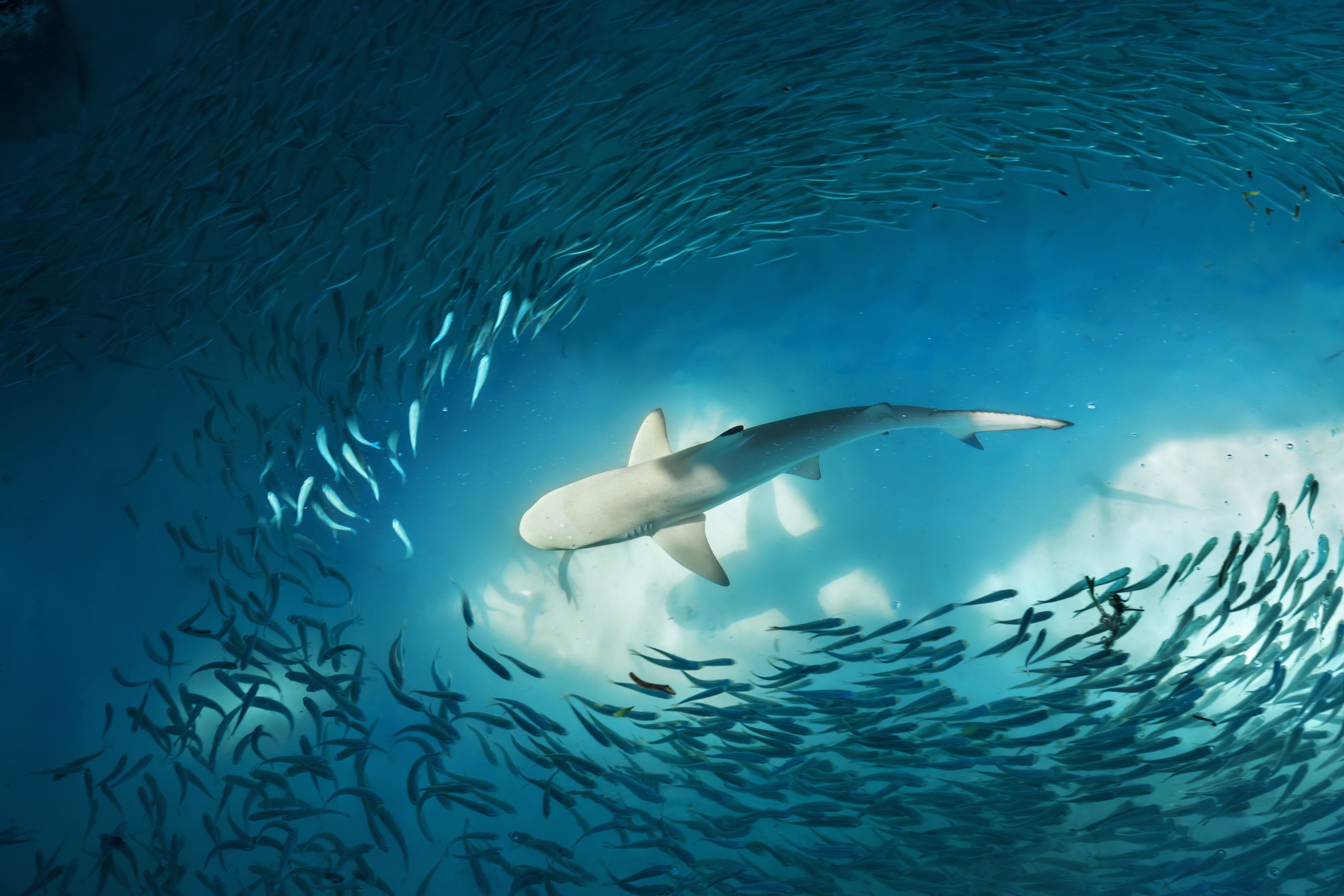 Descarga gratuita de fondo de pantalla para móvil de Animales, Tiburones, Tiburón, Submarina, Pez.