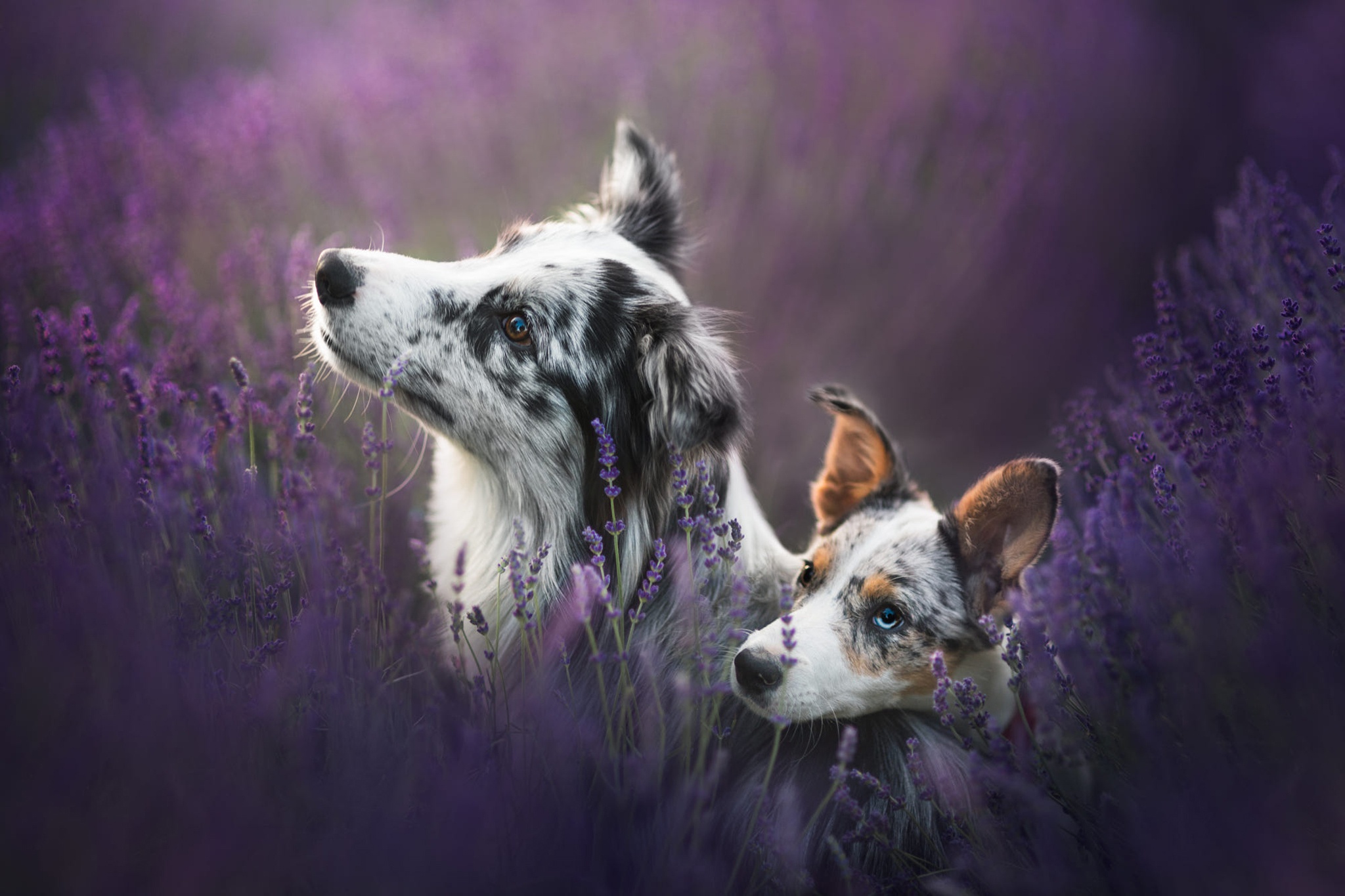Laden Sie das Tiere, Hunde, Hund, Welpen, Australischer Hirte, Lavendel, Tierbaby-Bild kostenlos auf Ihren PC-Desktop herunter
