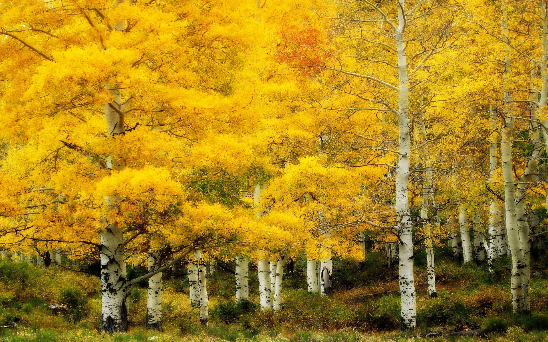 Baixar papel de parede para celular de Outono, Terra/natureza gratuito.