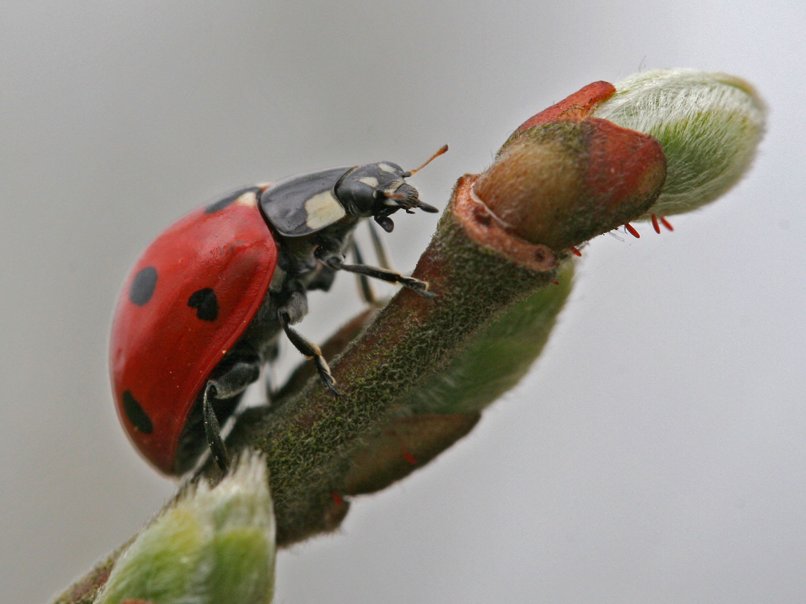 iPhone Wallpapers  Ladybug