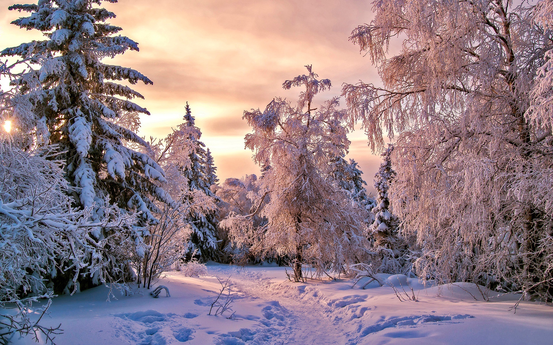 Free download wallpaper Winter, Snow, Forest, Tree, Earth, Path on your PC desktop