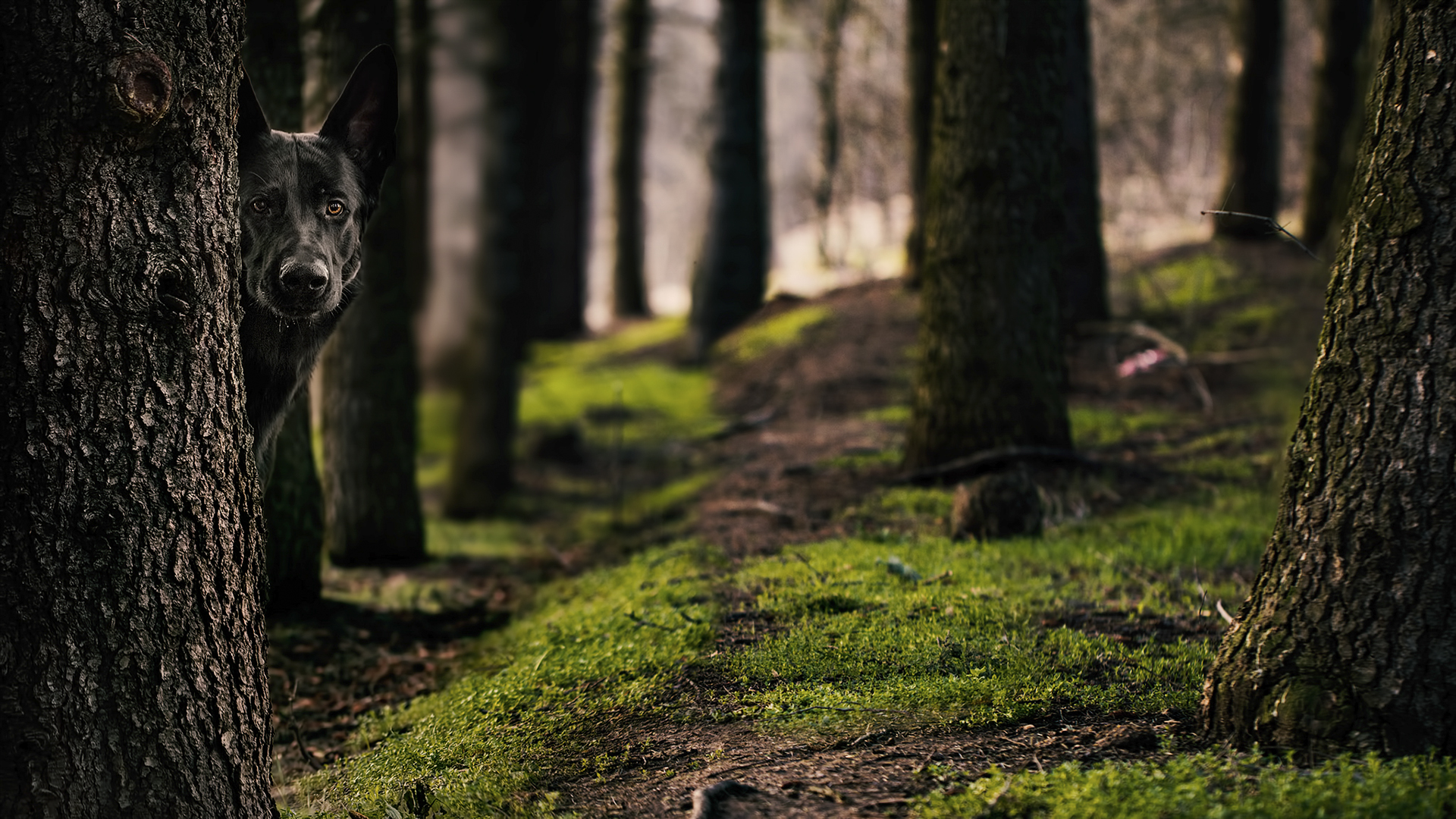 Download mobile wallpaper Dogs, Forest, Dog, Animal, German Shepherd for free.