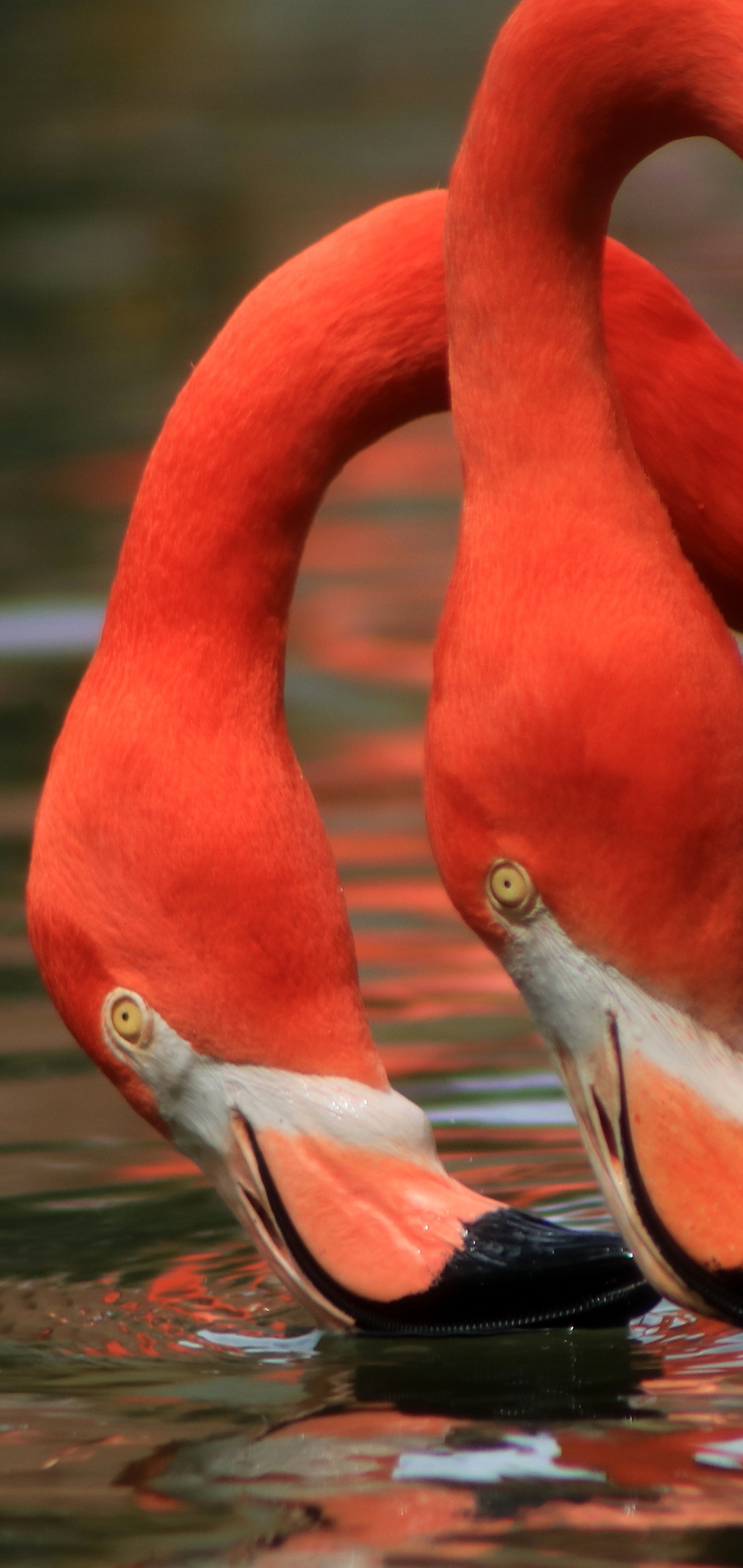 Descarga gratis la imagen Animales, Flamenco, Pájaro, Aves, Ave en el escritorio de tu PC