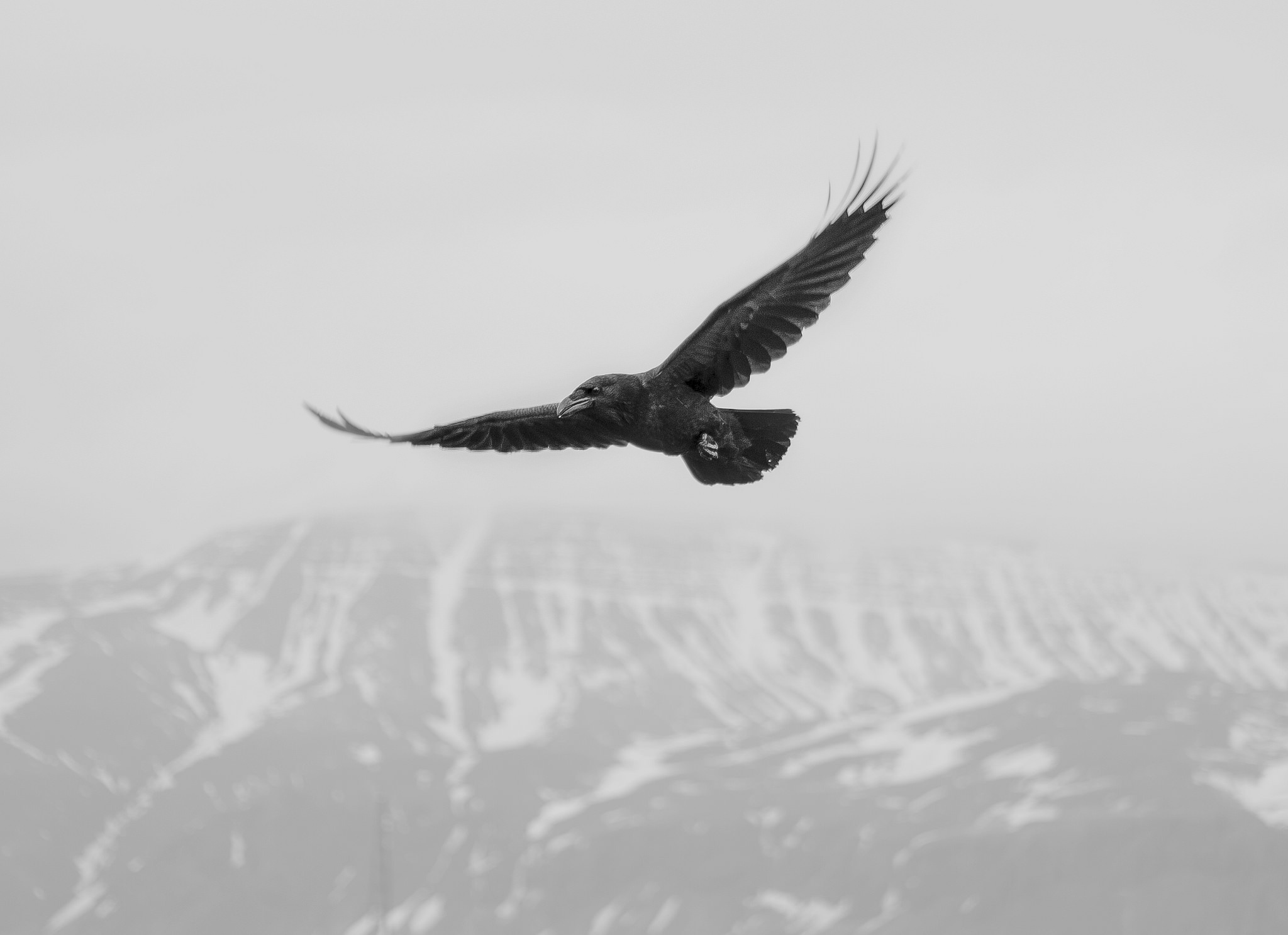Download mobile wallpaper Bird, Animal, Crow, Black & White for free.