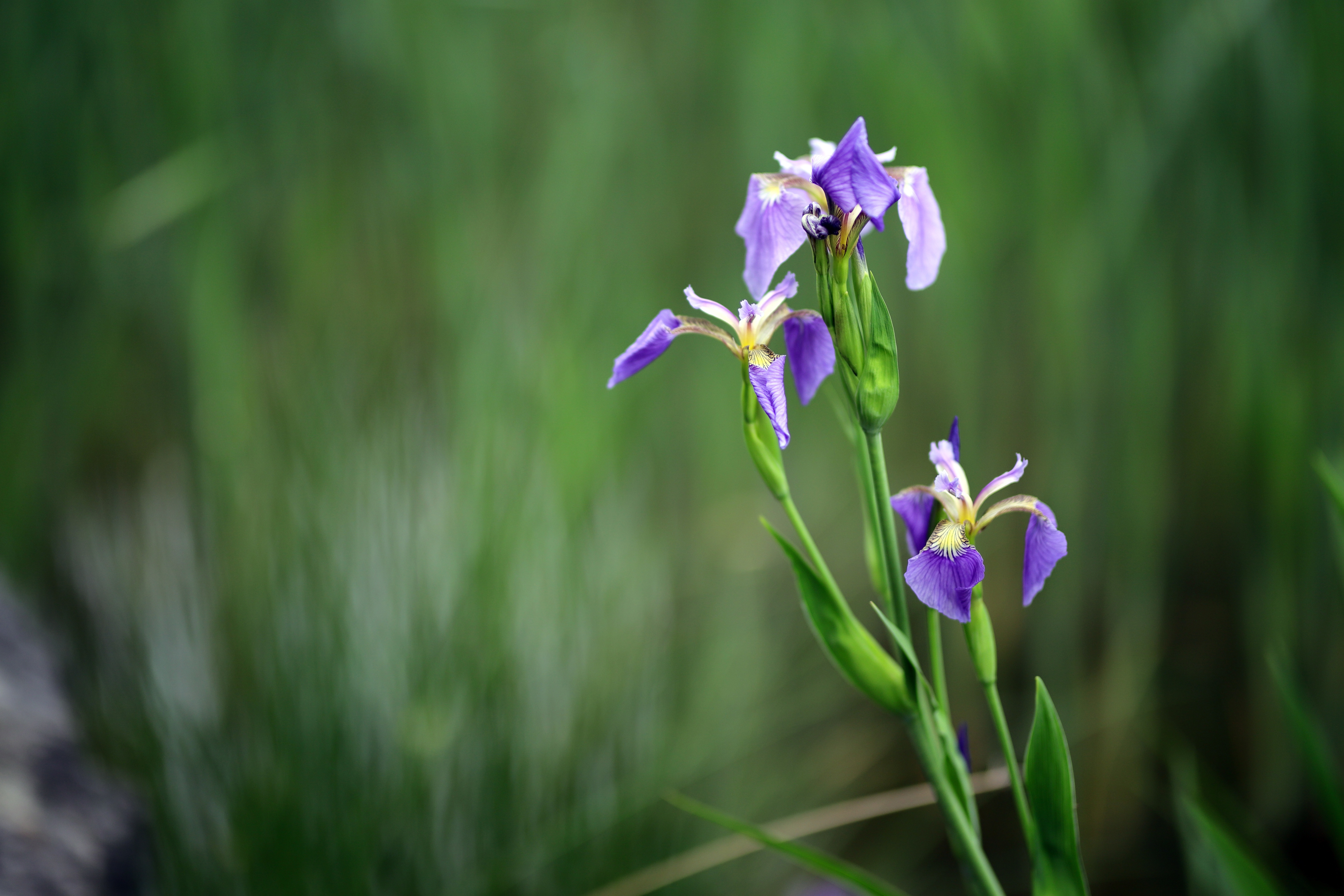 Free download wallpaper Iris, Flower, Blur, Earth, Spring on your PC desktop