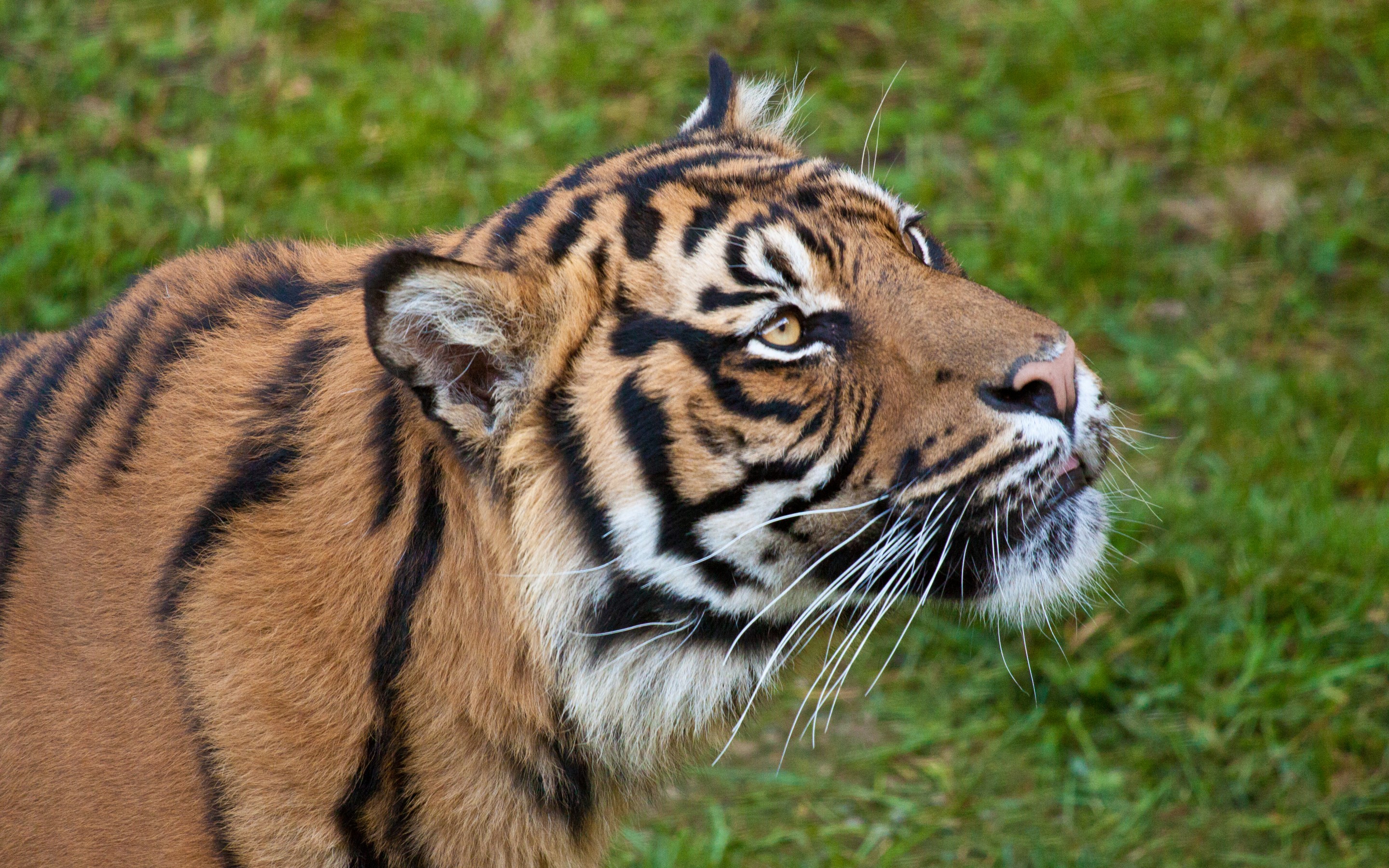 Baixe gratuitamente a imagem Animais, Gatos, Tigre na área de trabalho do seu PC