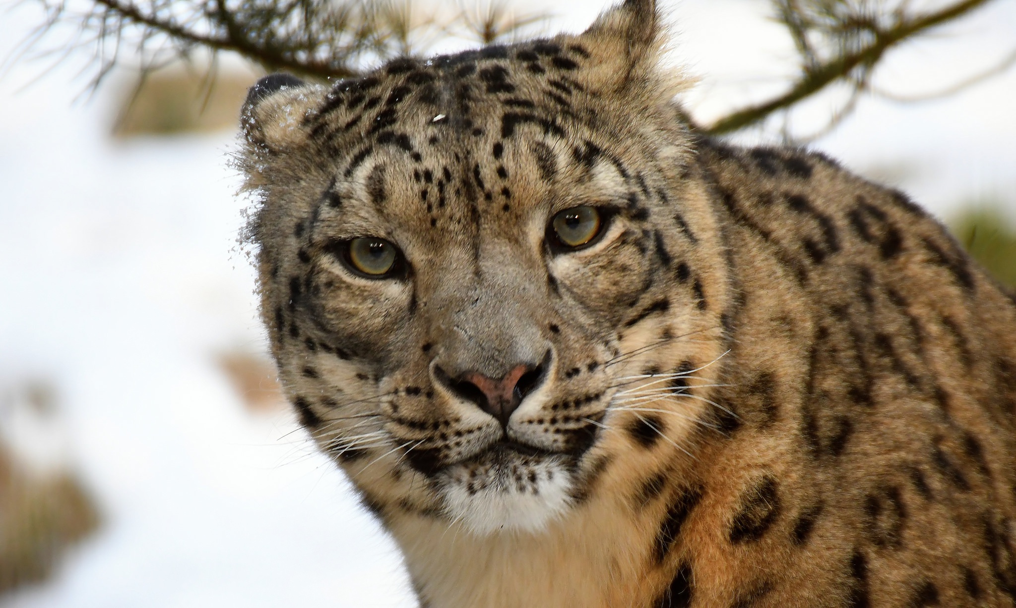 Free download wallpaper Cats, Snow Leopard, Animal, Stare on your PC desktop