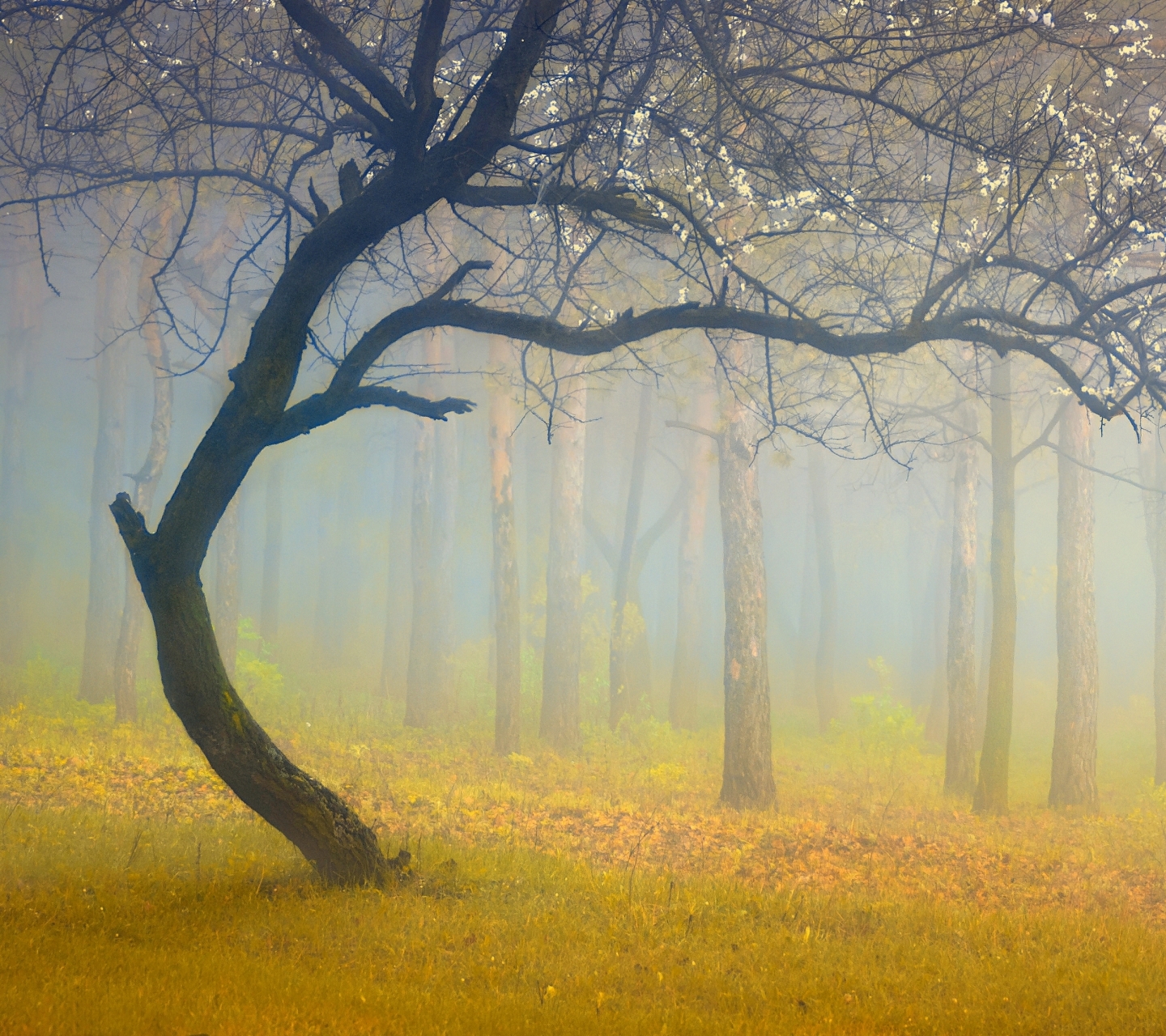 Free download wallpaper Nature, Forest, Tree, Fog, Earth on your PC desktop