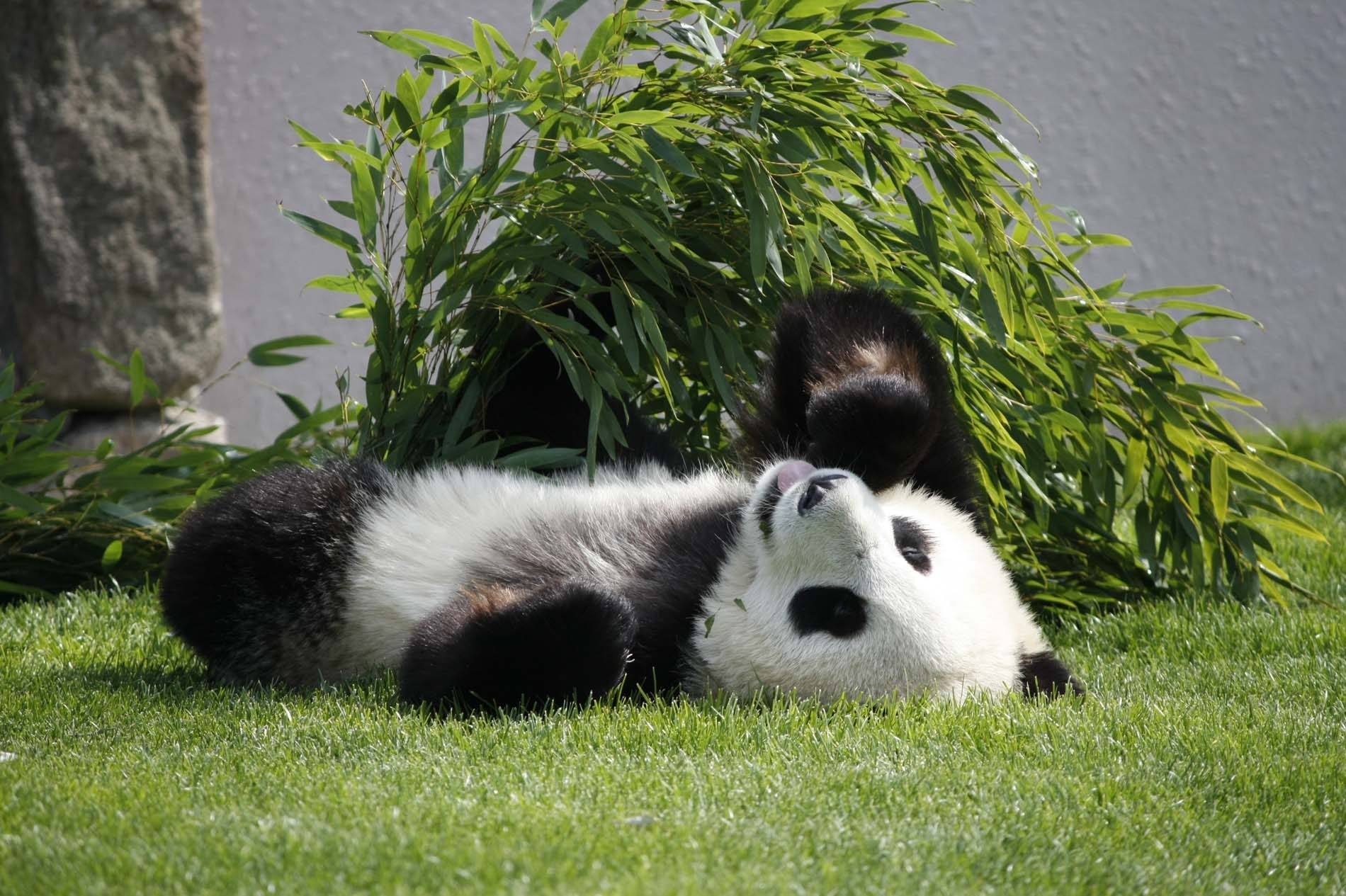 Free download wallpaper Grass, To Lie Down, Lie, Animals, Panda on your PC desktop