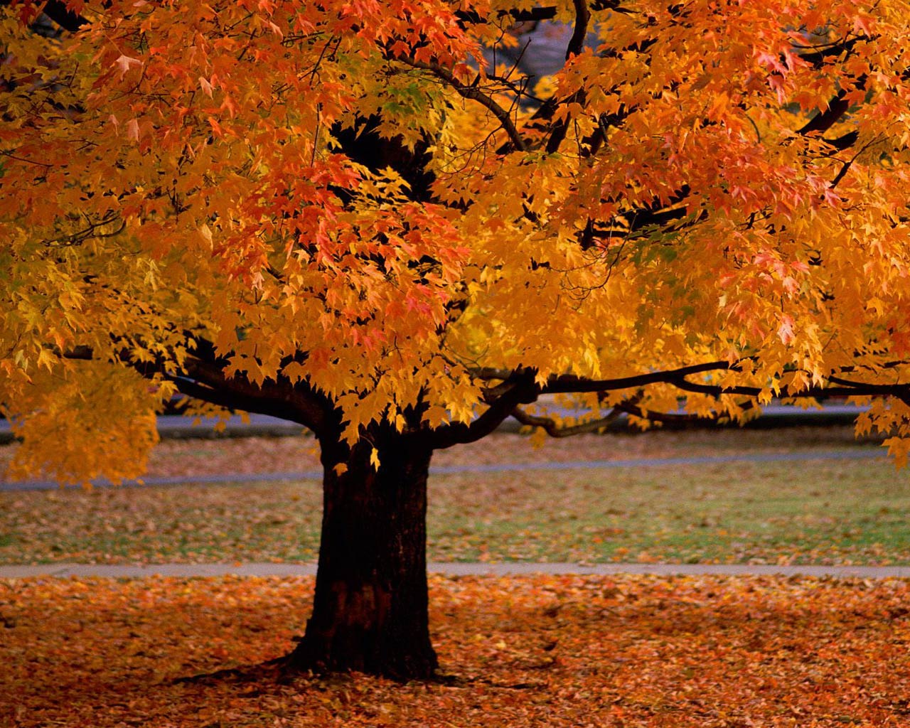 Download mobile wallpaper Tree, Earth for free.