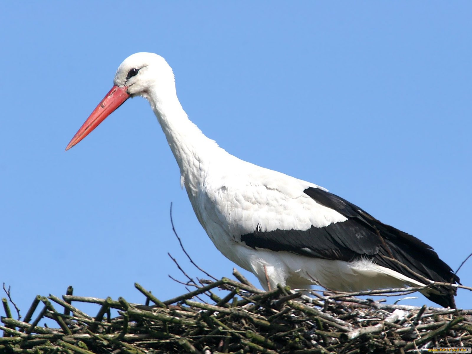 Download mobile wallpaper White Stork, Birds, Animal for free.