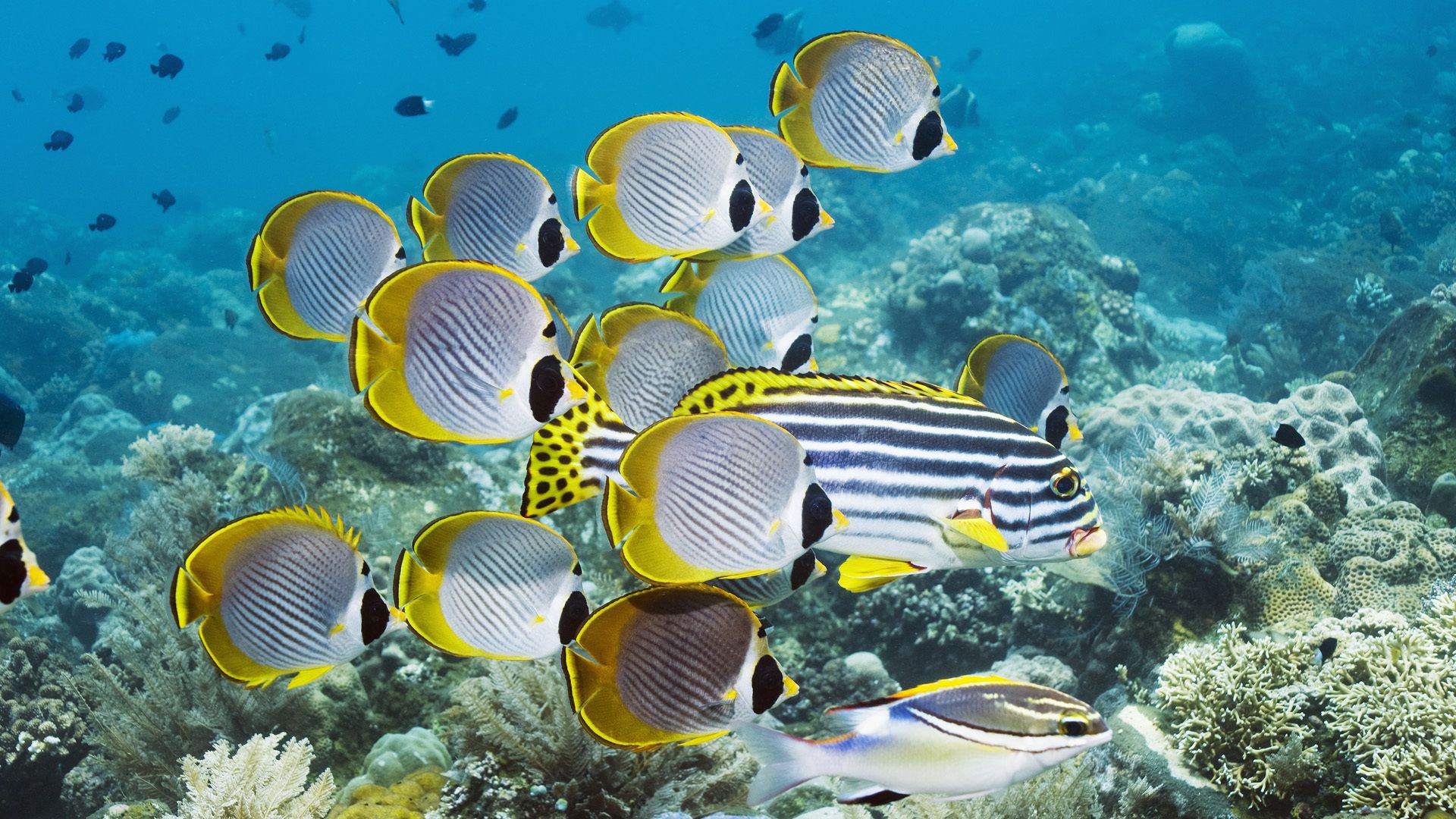 93455 Bild herunterladen unterwasserwelt, koralle, tiere, schwimmen, ozean, ein fisch, fisch - Hintergrundbilder und Bildschirmschoner kostenlos