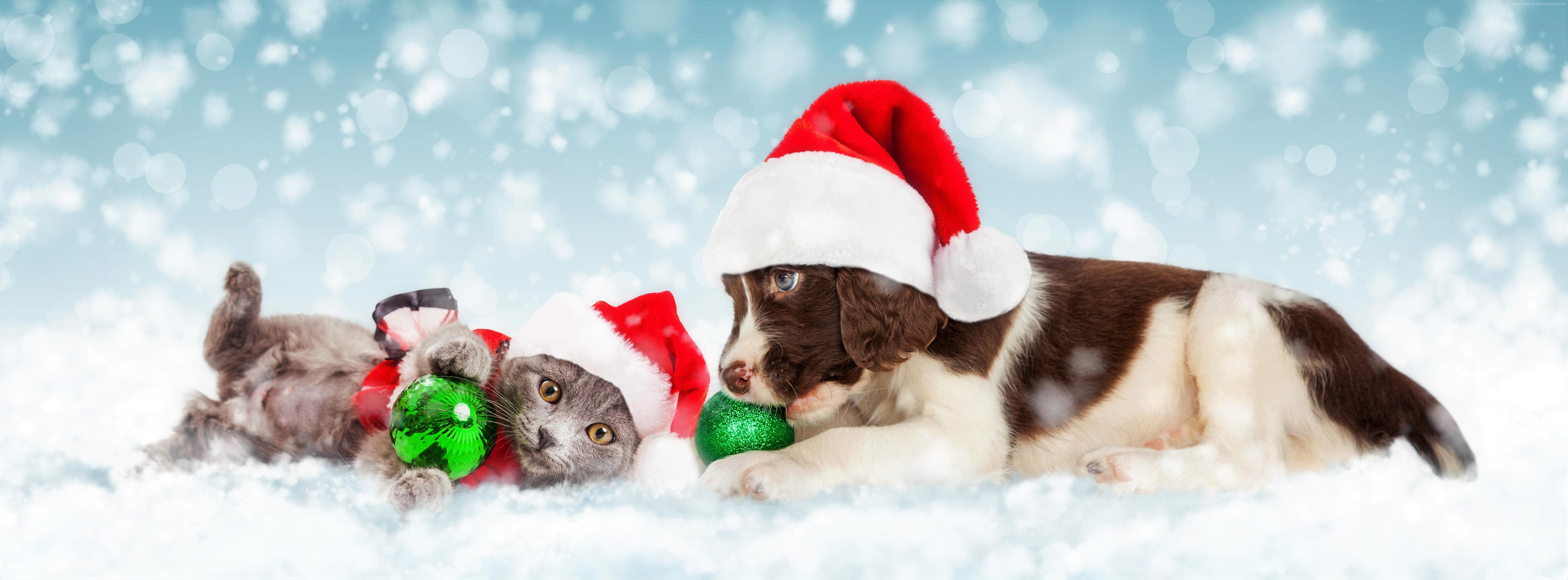 Handy-Wallpaper Tiere, Schnee, Weihnachten, Katze, Kätzchen, Hund, Welpen, Weihnachtsschmuck, Schneefall, Tierbaby, Weihnachtsmütze, Katz & Hund kostenlos herunterladen.