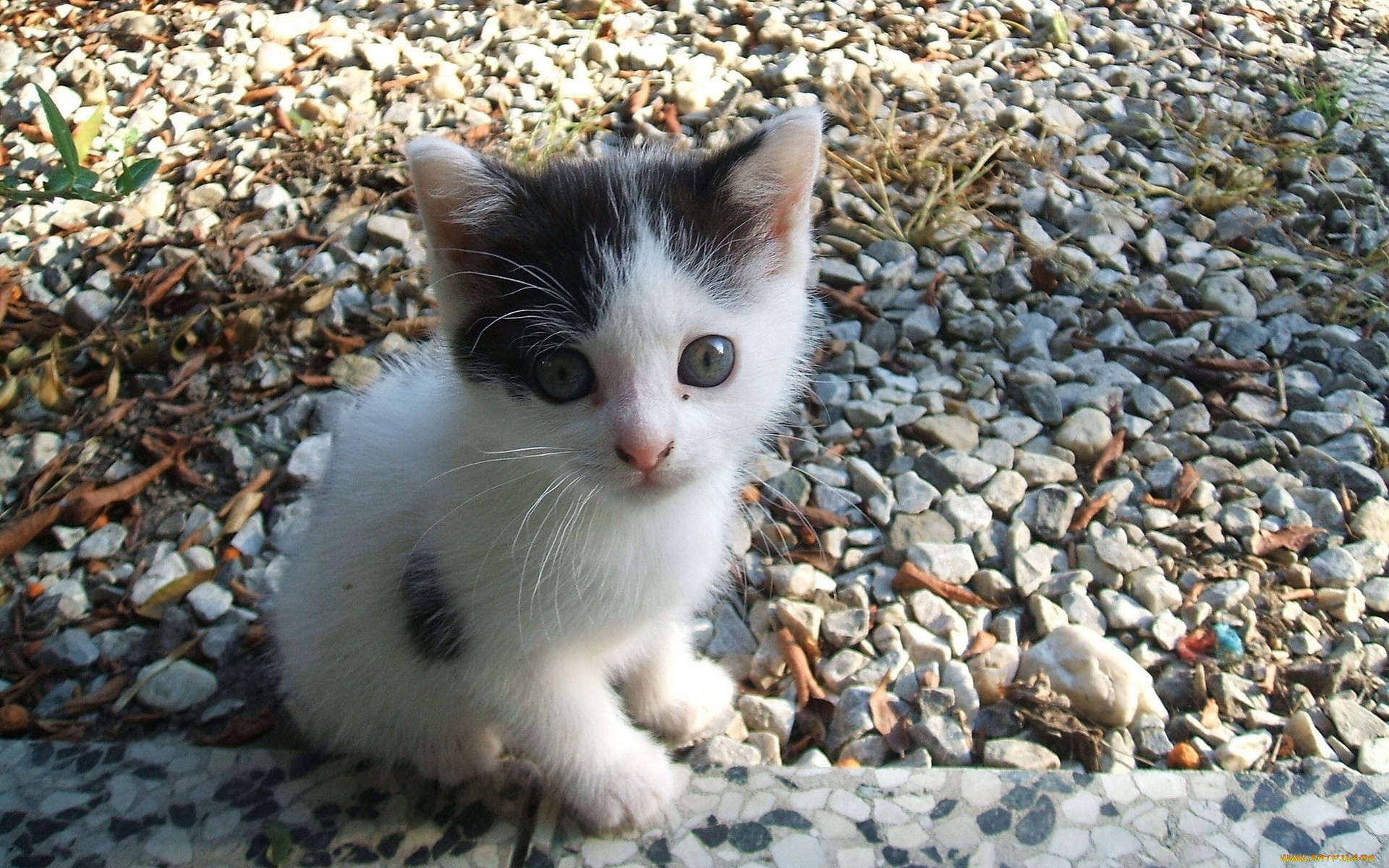 Baixe gratuitamente a imagem Animais, Gatos, Gato na área de trabalho do seu PC