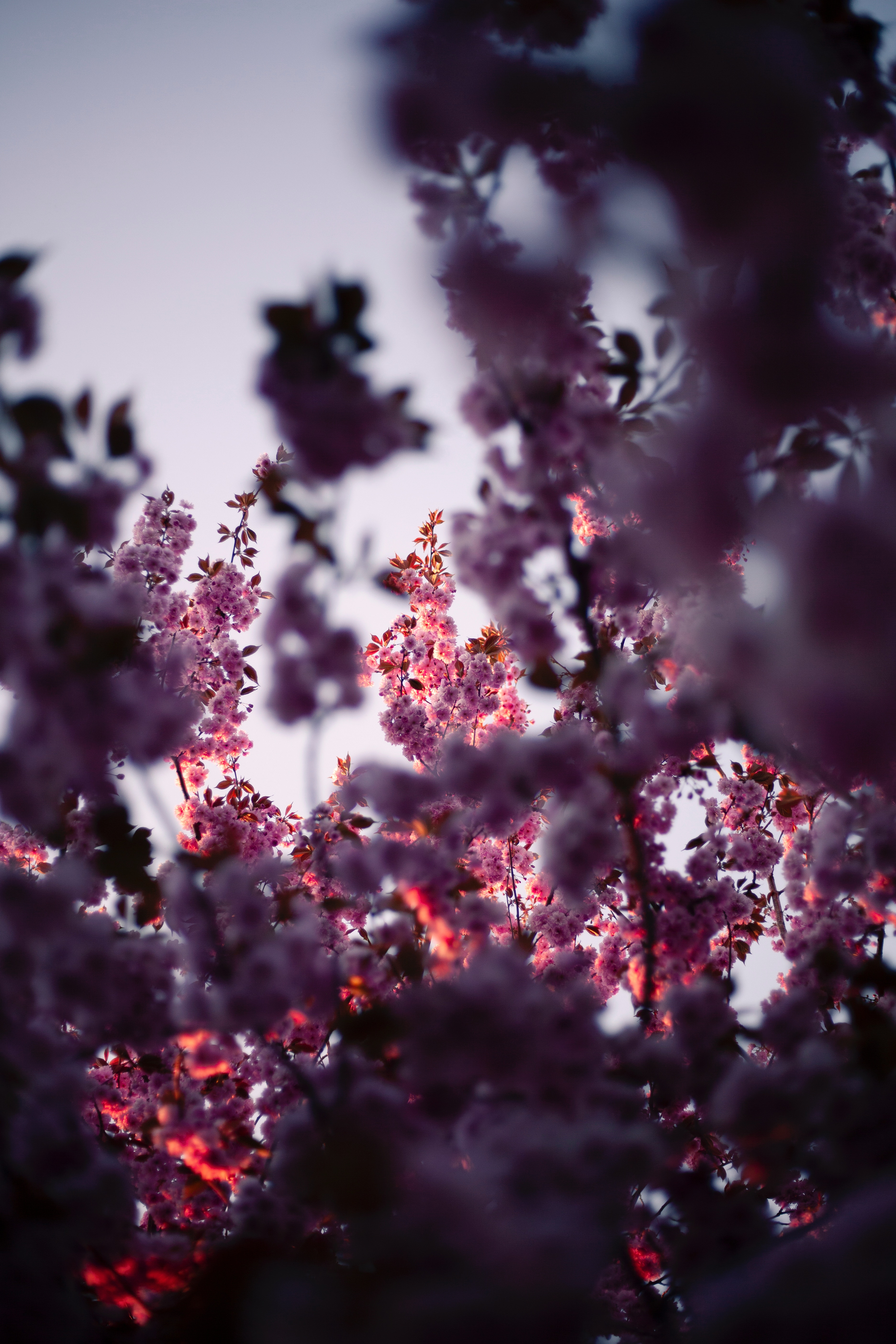 spring, flowers, pink, wood, tree, branches, bloom, flowering Smartphone Background