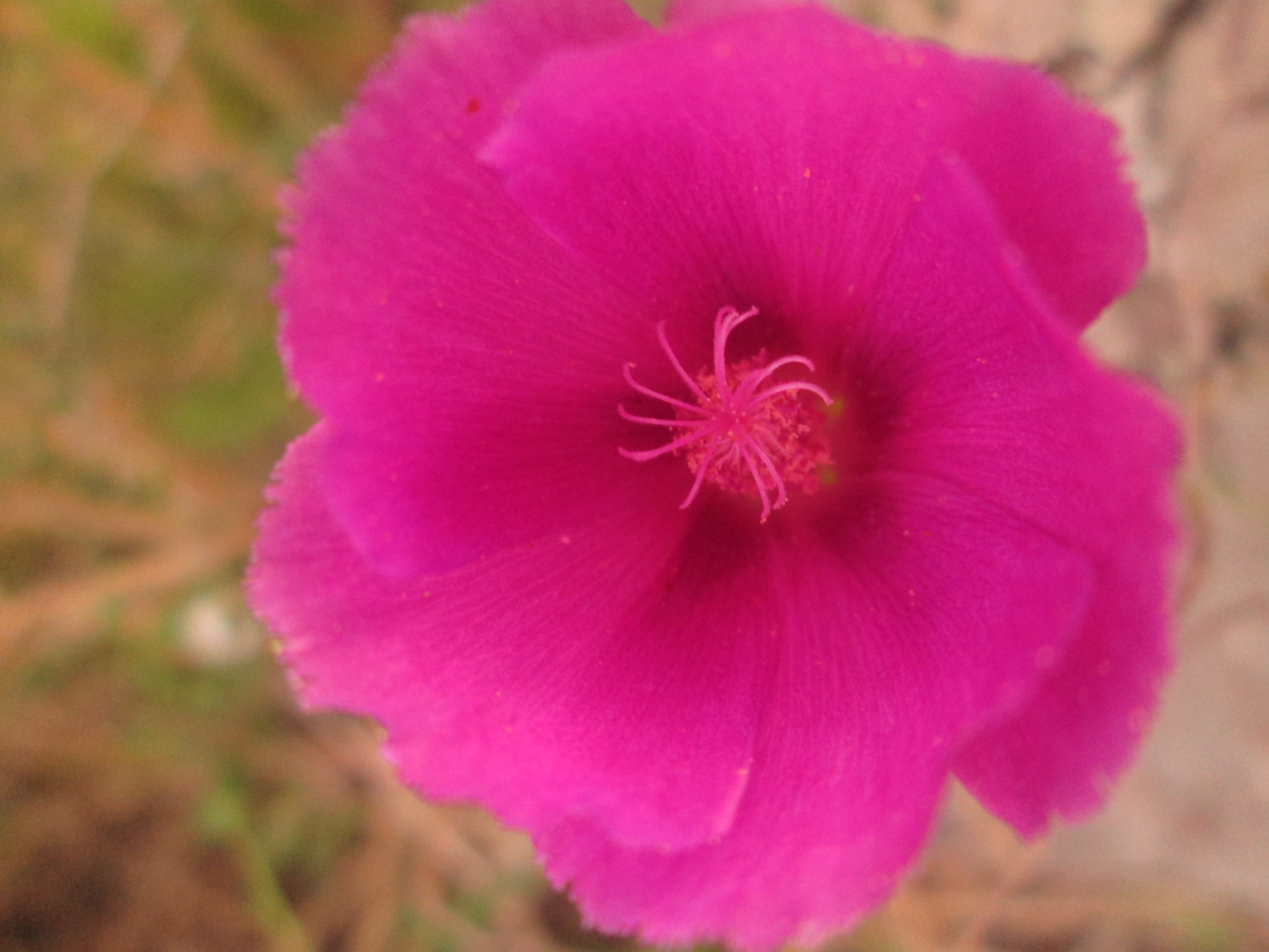 Baixe gratuitamente a imagem Flores, Rosa, Flor, Fechar Se, Terra/natureza na área de trabalho do seu PC